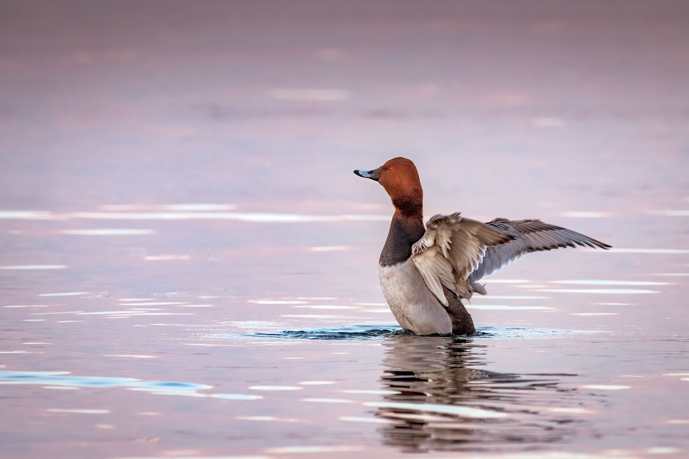 Winter Moriglione on the Garda