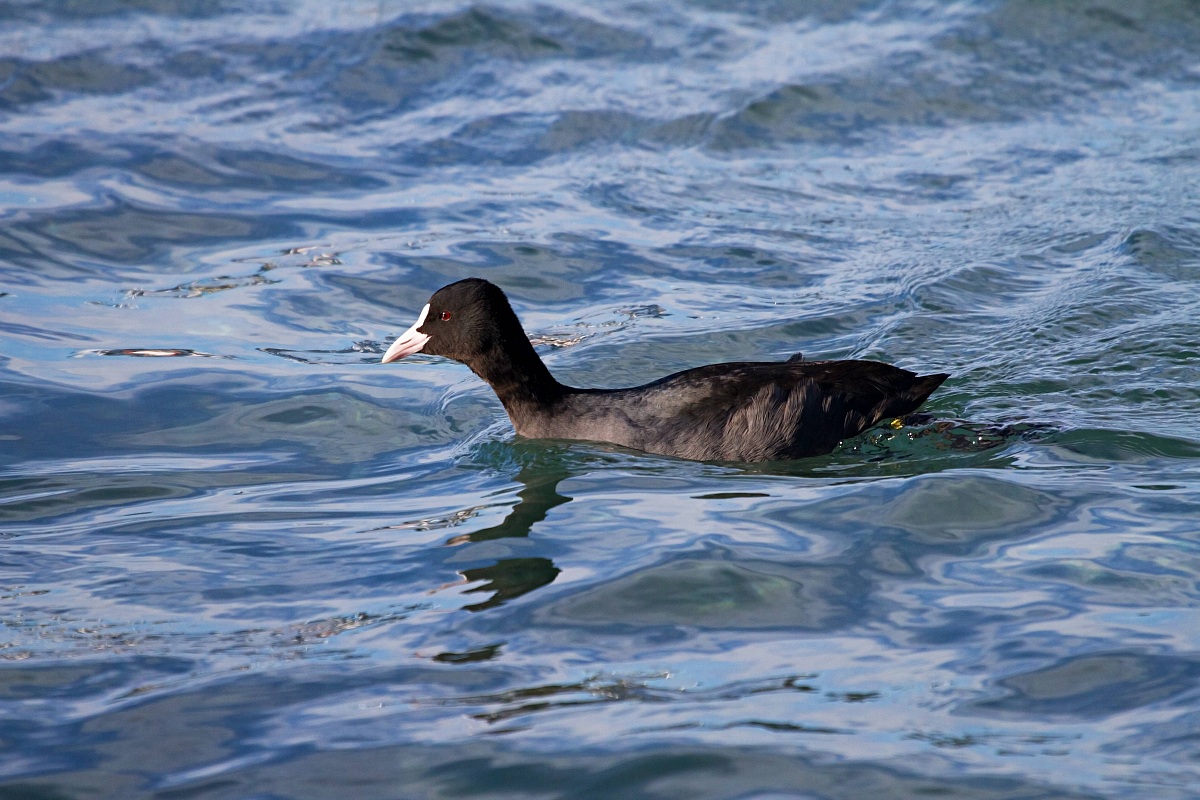 Folaga Porto del Granatello Portici