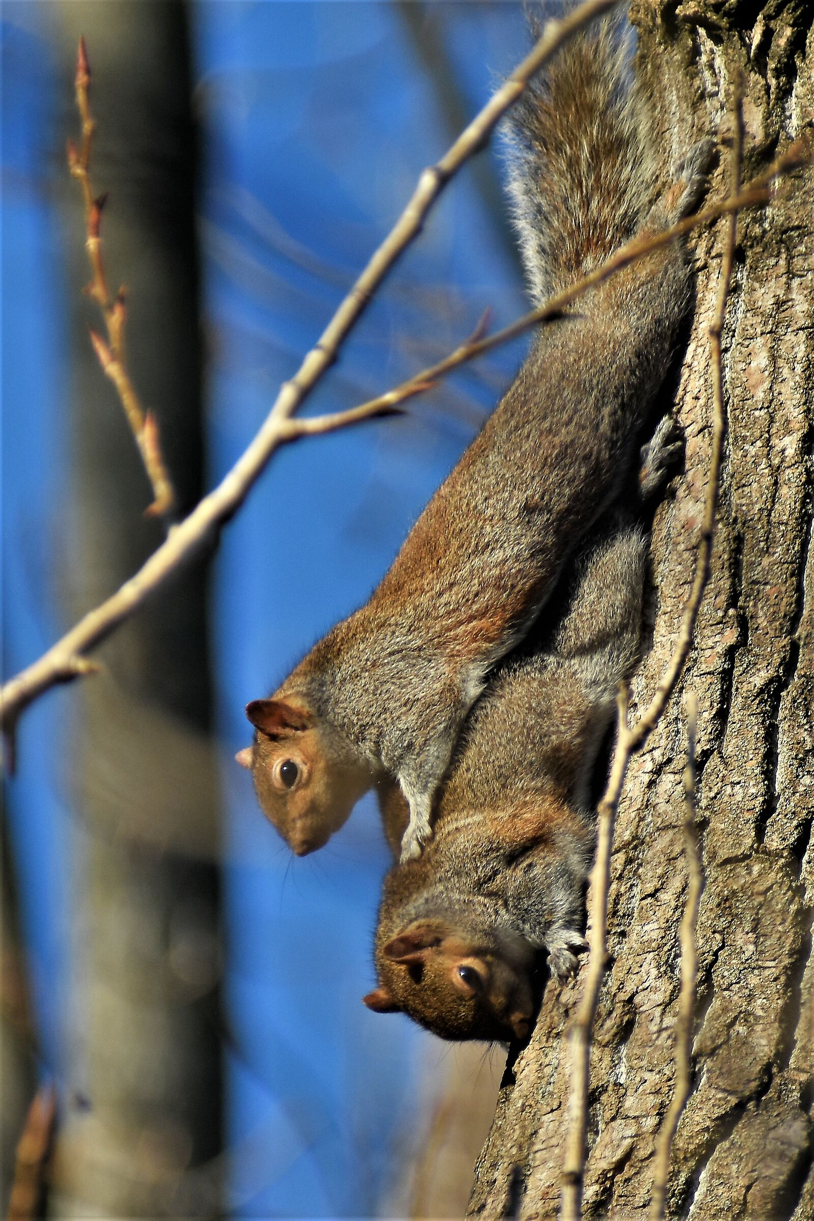 game among the grays
