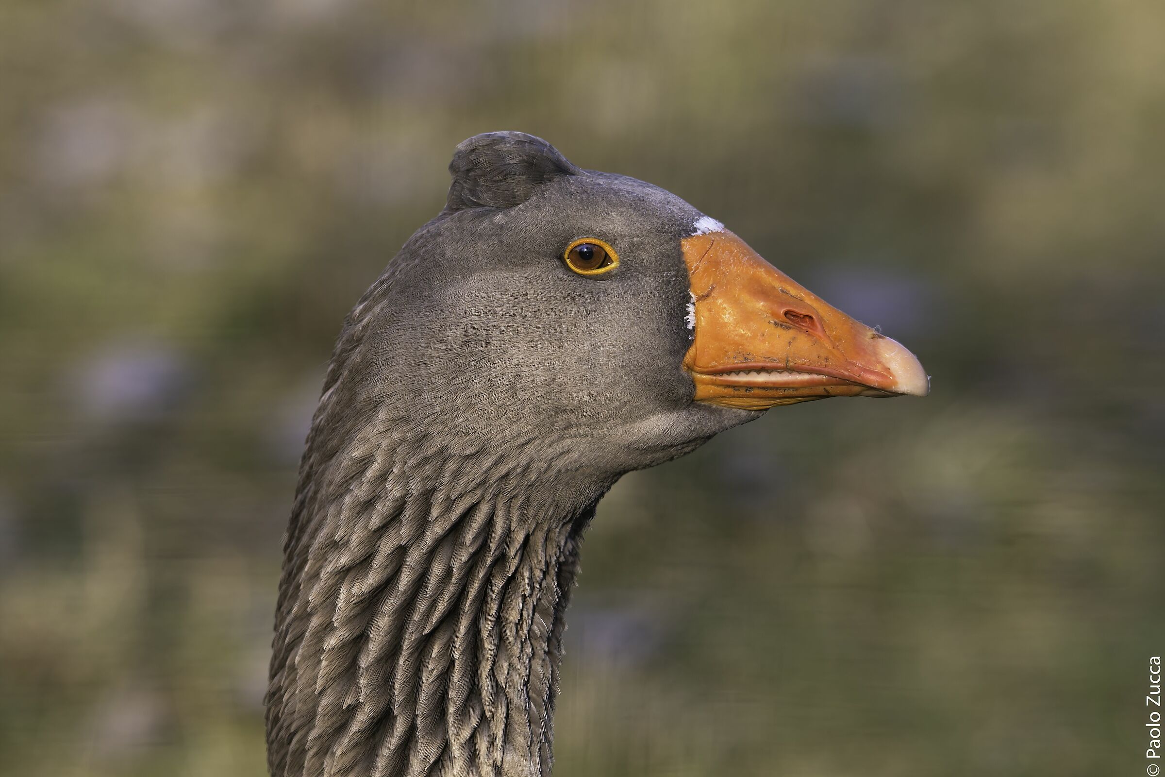 Goose profile