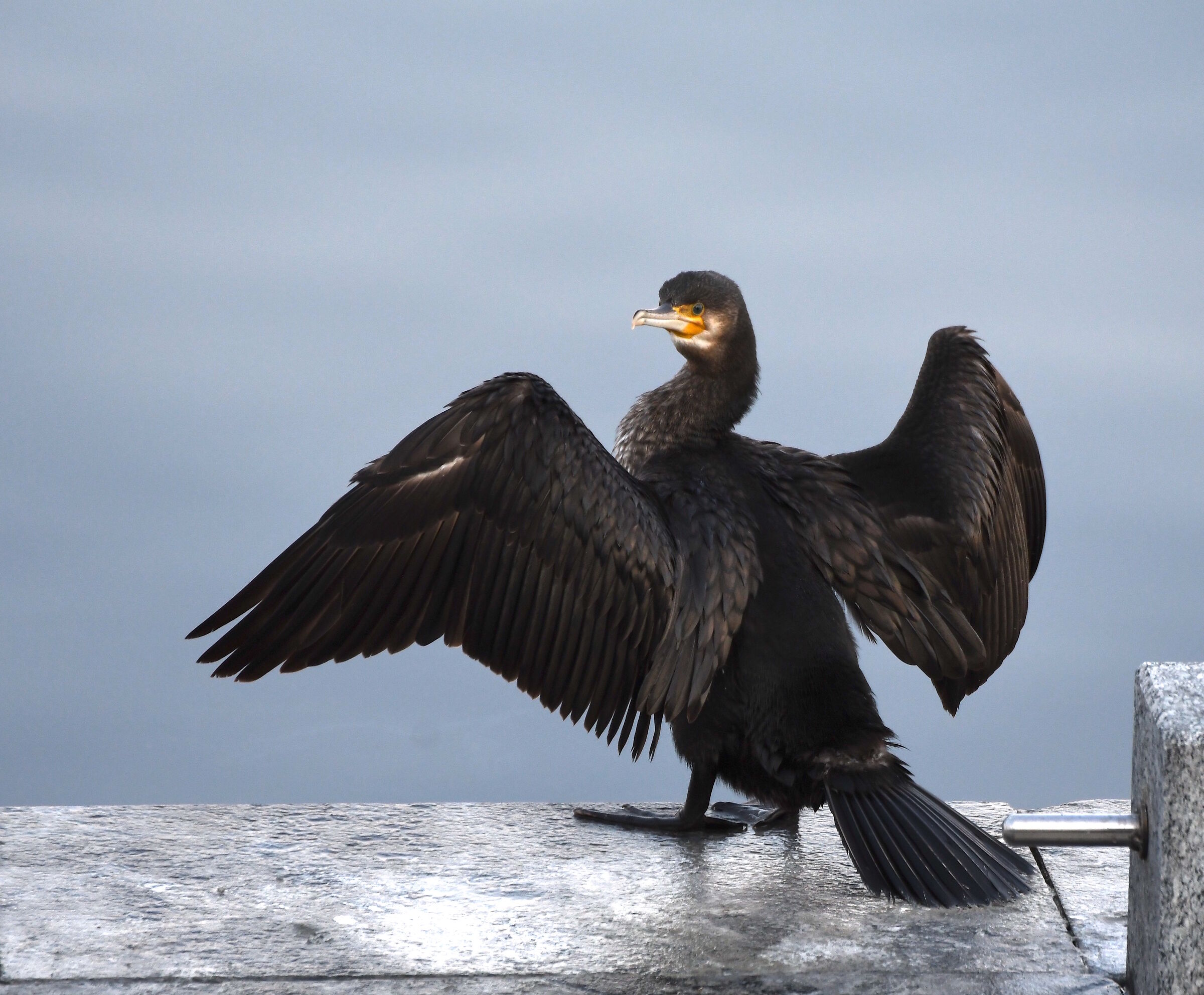 Cormorano