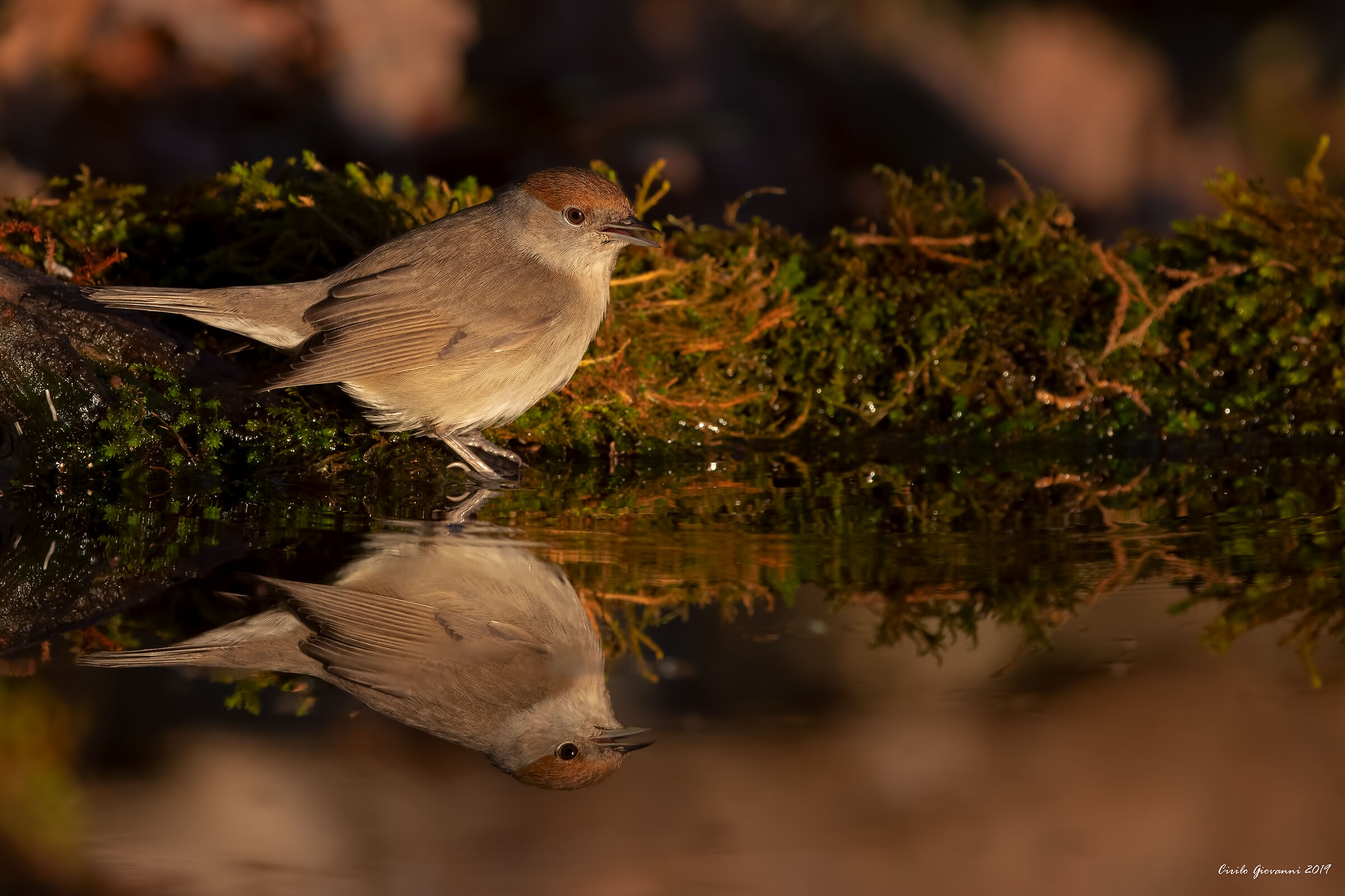 capinera femmina alle prime luci del mattino