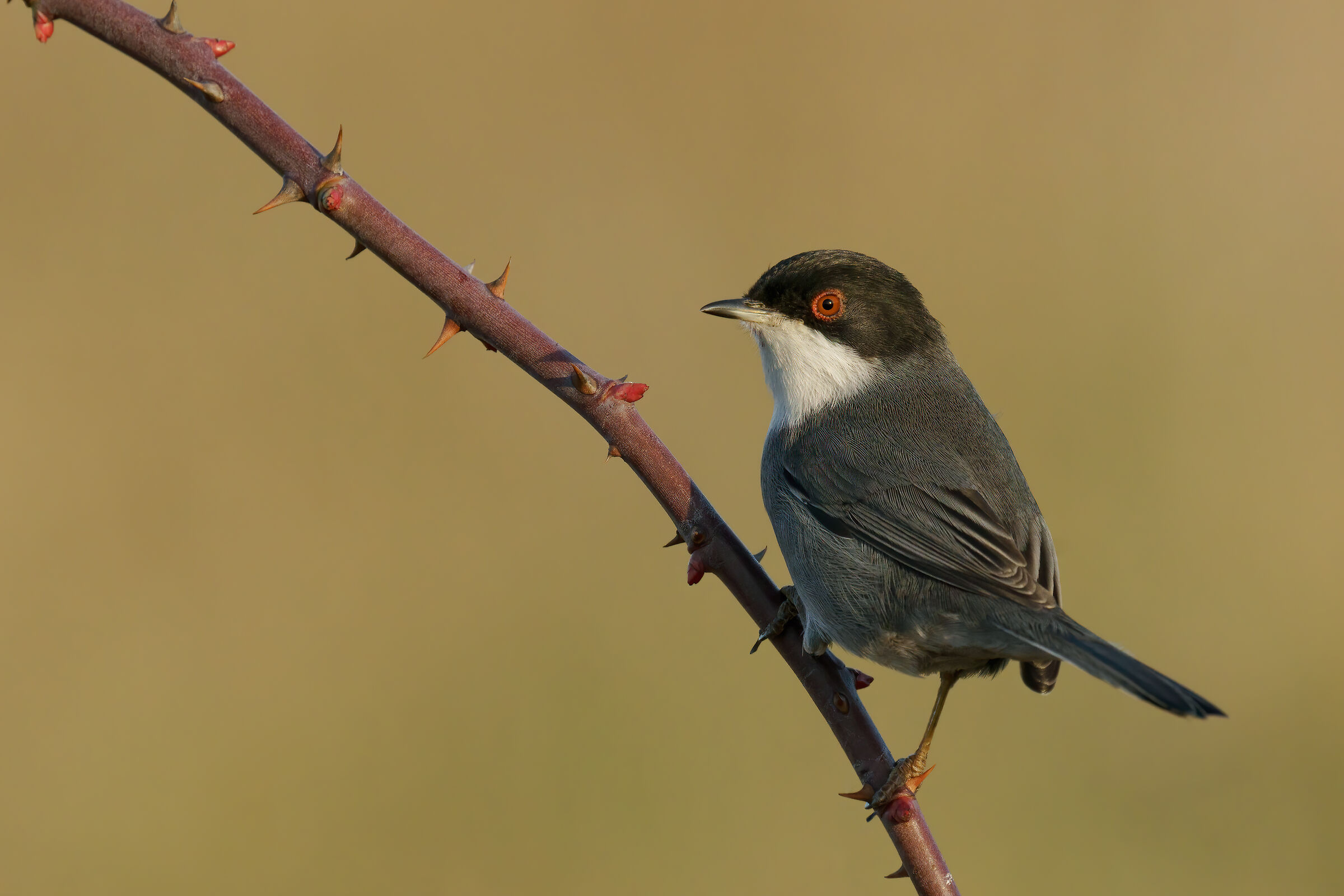 Eye-cook. (Sylvia melanocephala)