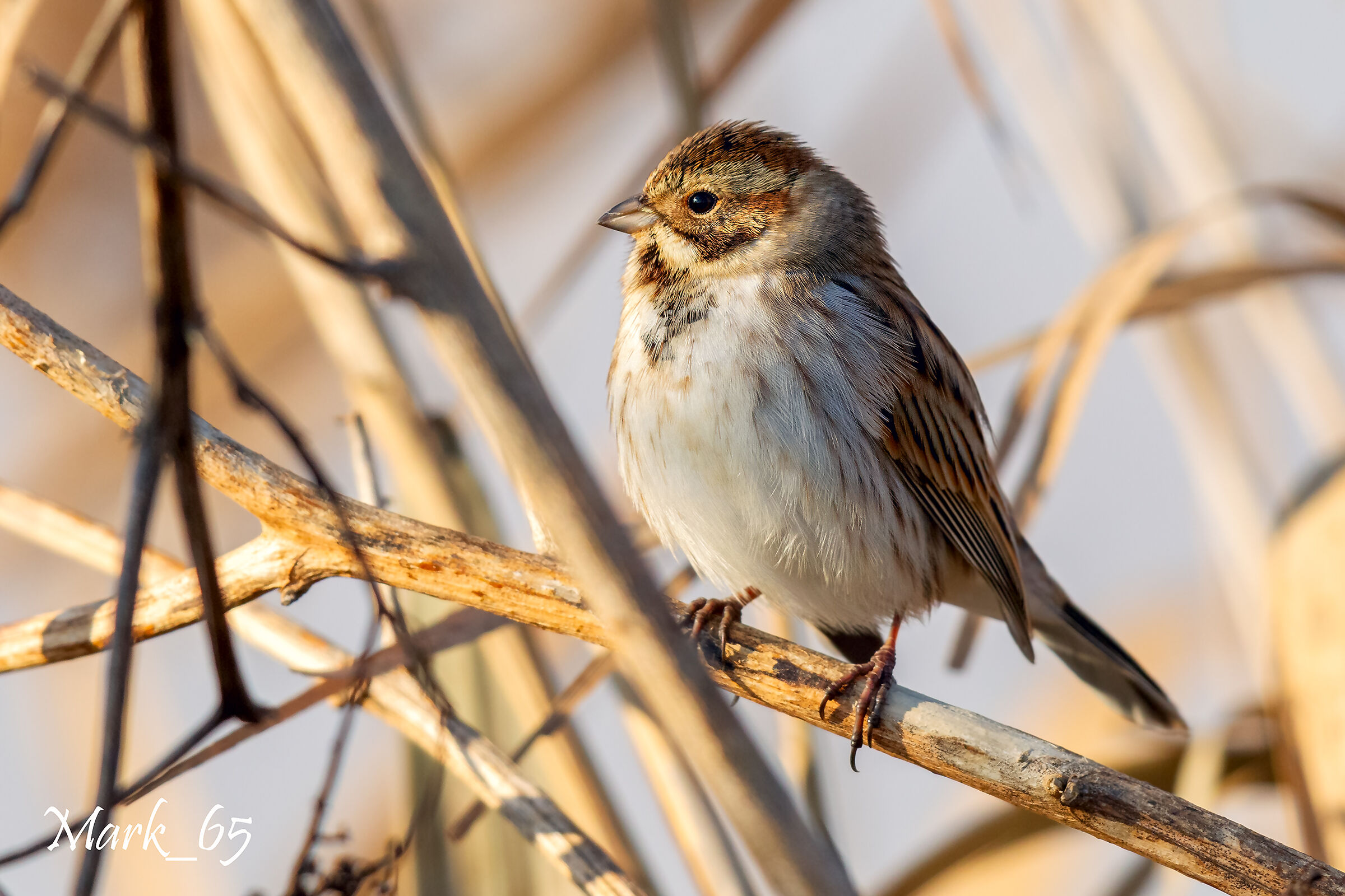 migliarino di palude