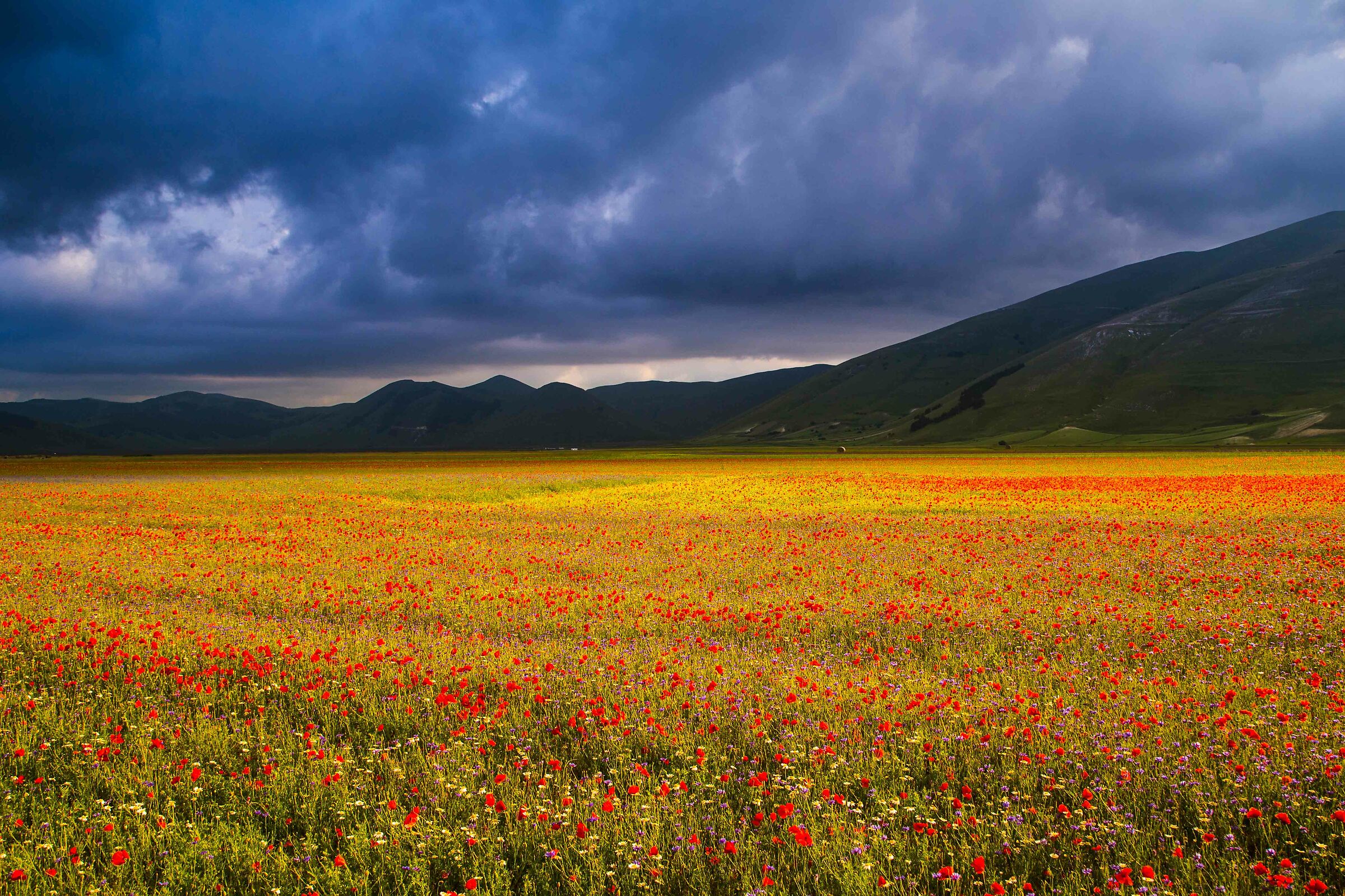 Fioritura a Castelluccio