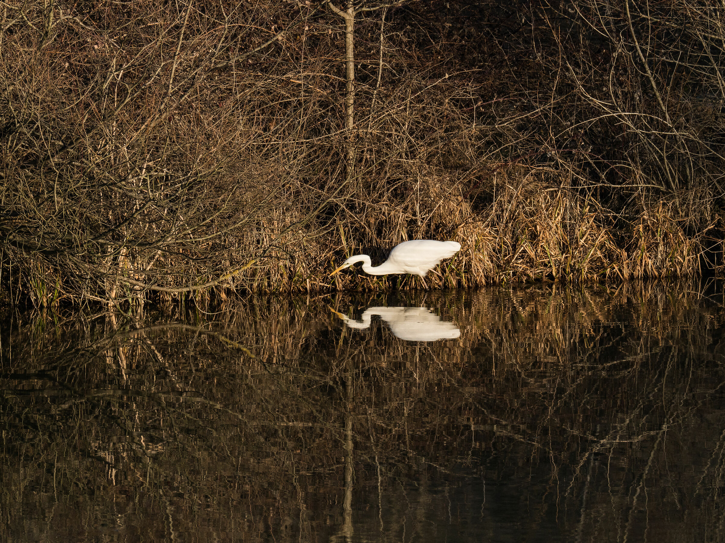 White Heron (Ardea Dawn)