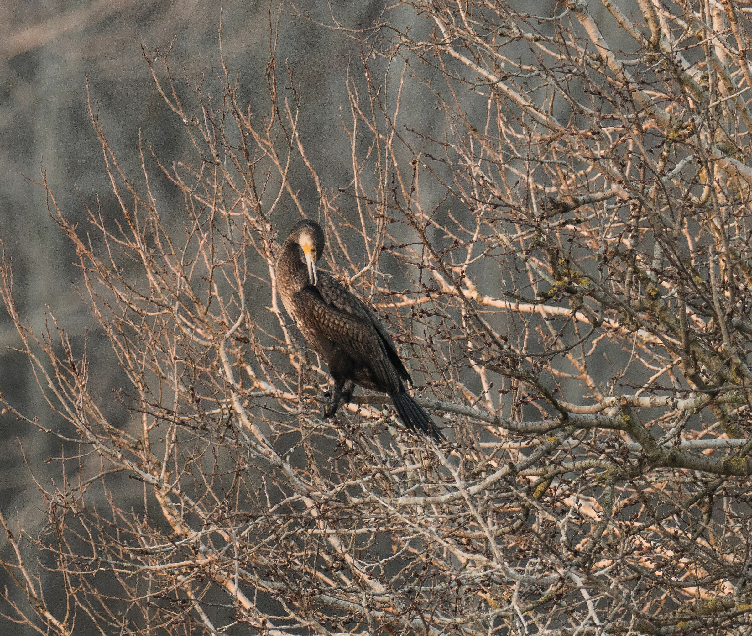 Cormoran (Phalacrocorax carbo)
