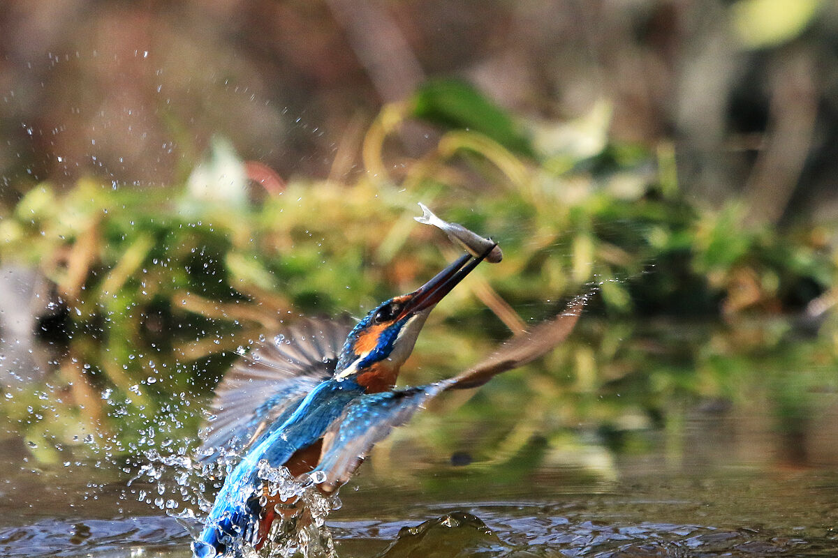 It rises from the waters...