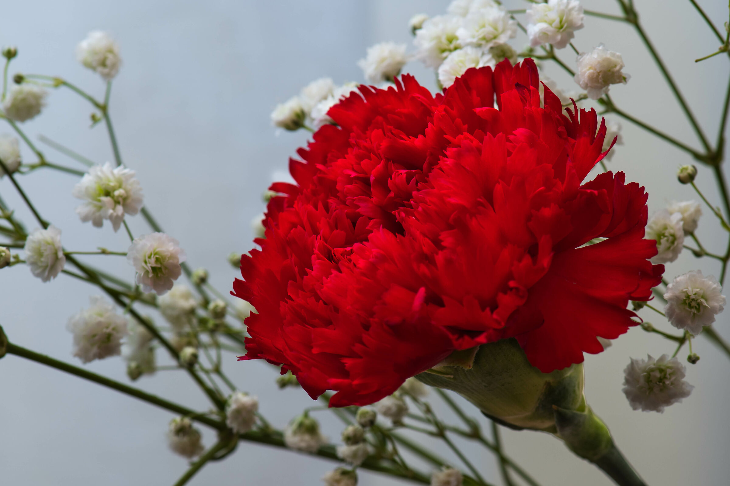 A red carnation in the middle of winter