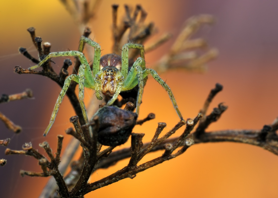 Ragnetto alle prime luci dell'alba.