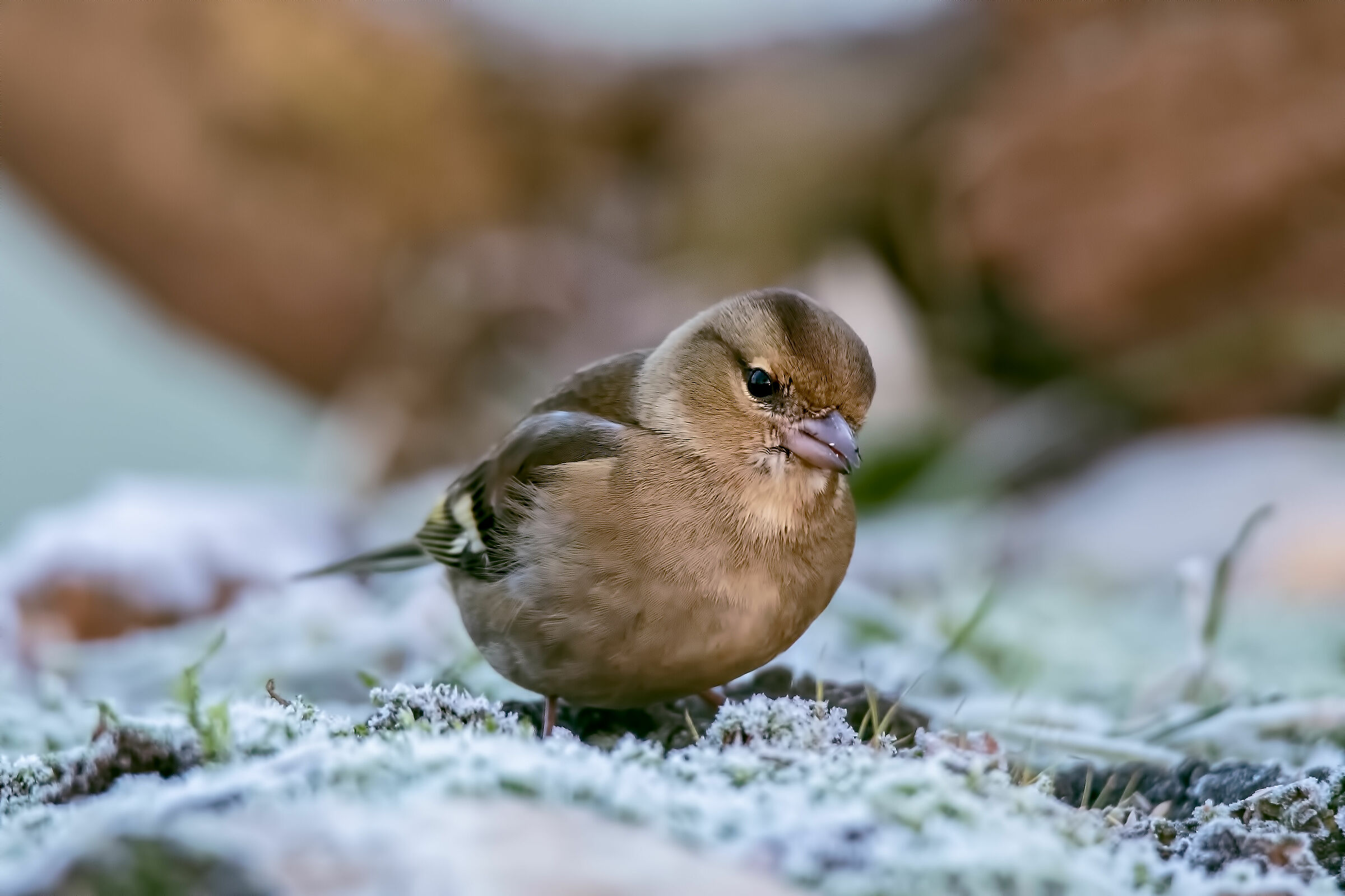 Chaffinch