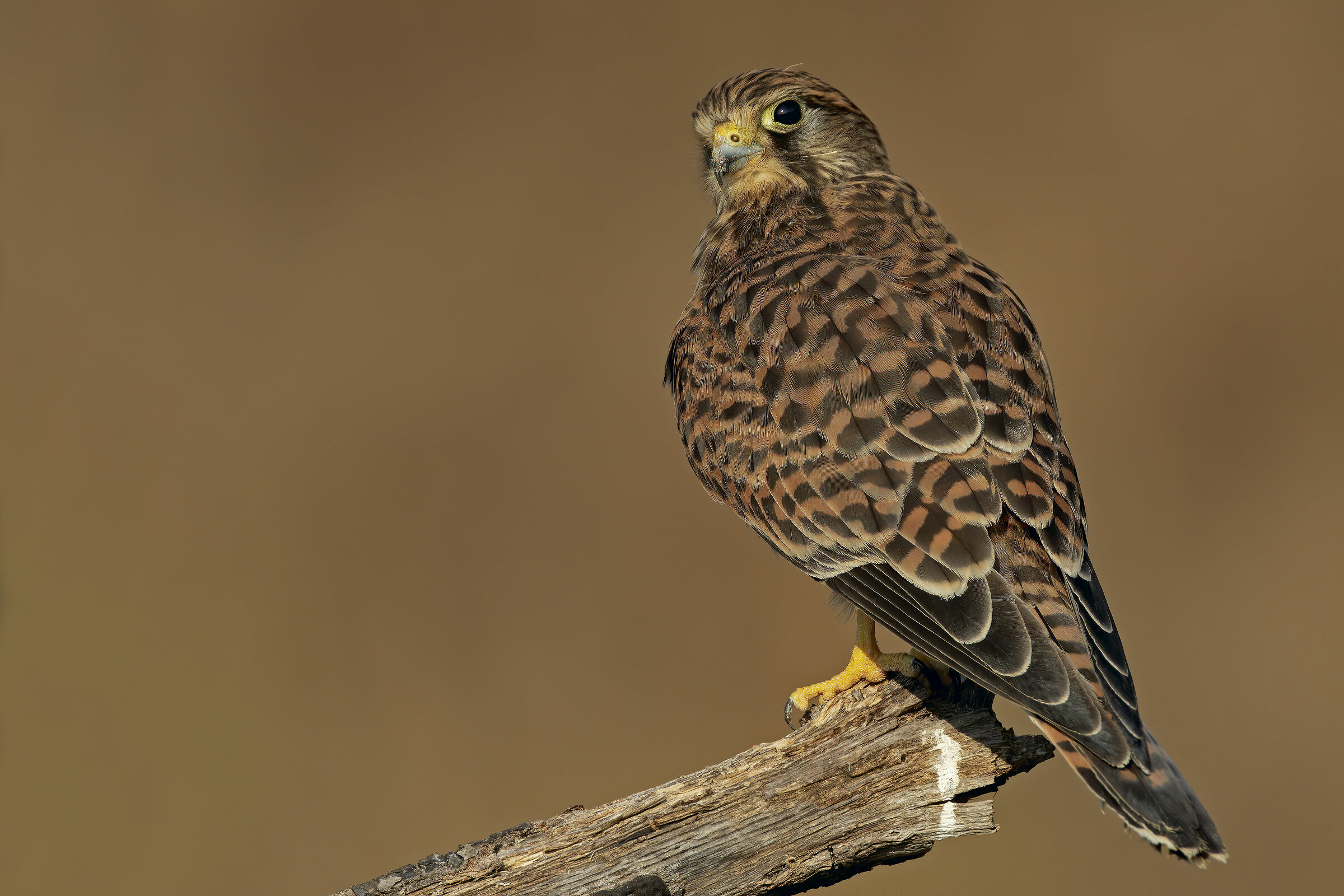 Kestrel