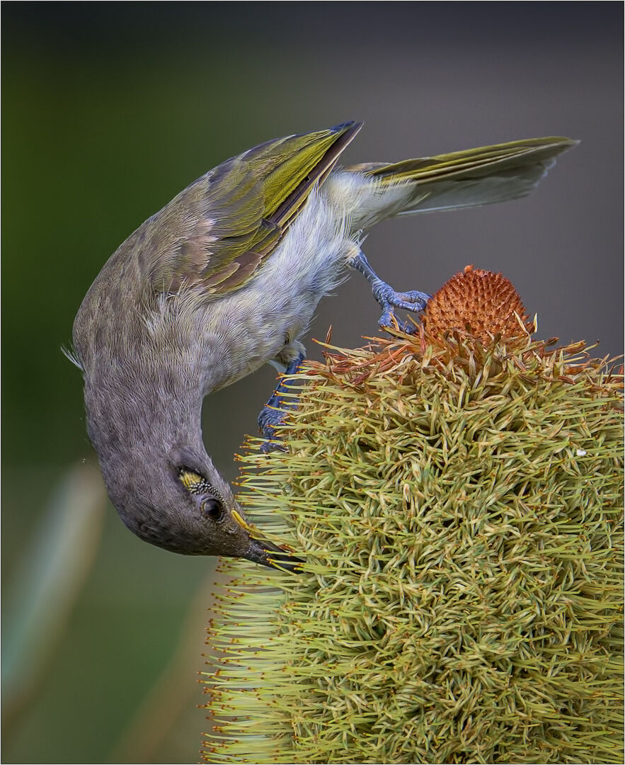 Brown Honey-eater banksia beach
