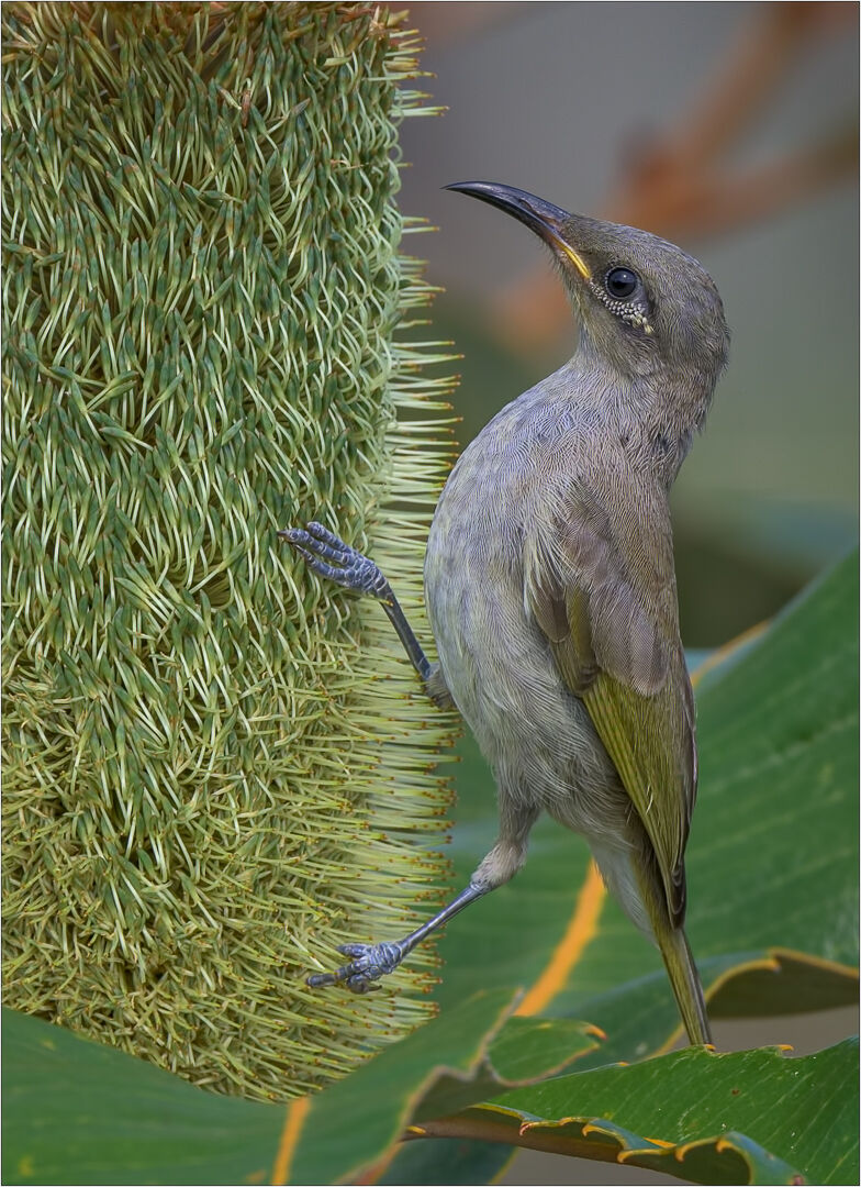 Banksia Beach Brown Honey-eater