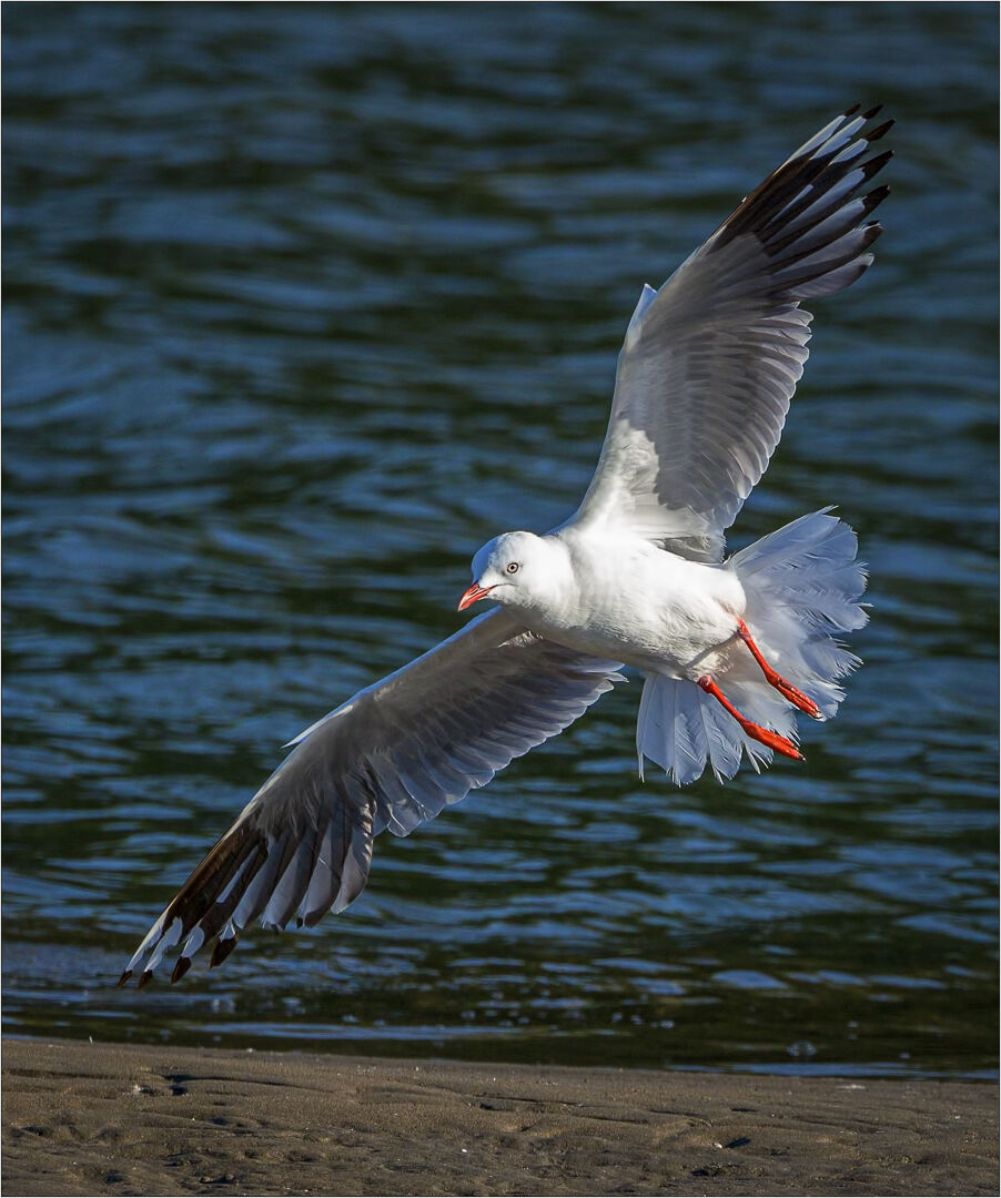 Gull landing