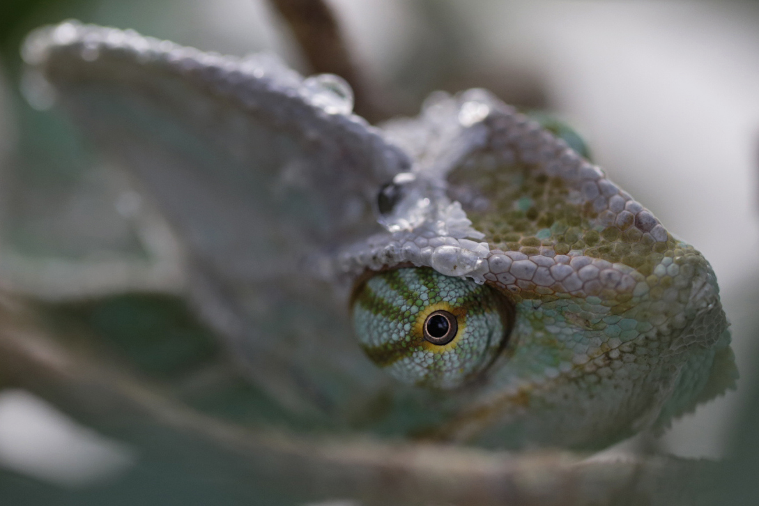 l'occhio del camaleonte