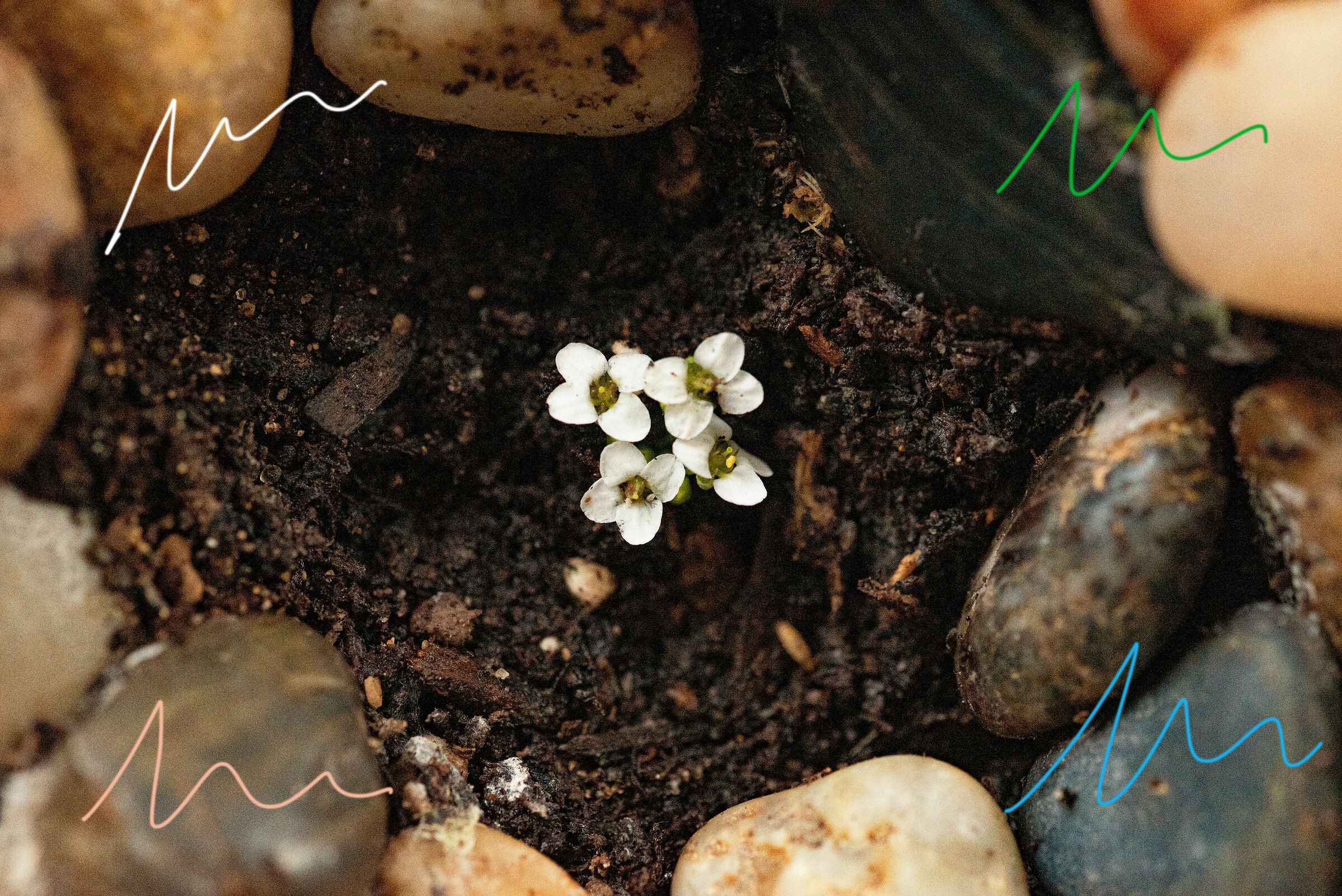 Birth, Protection, Freedom, The Future