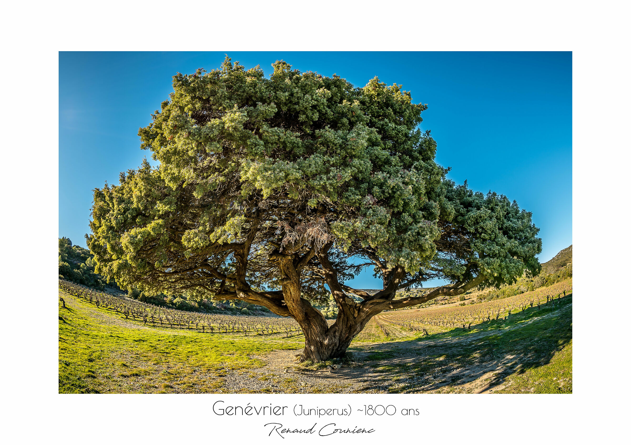 Il ginepro (1800 anni)