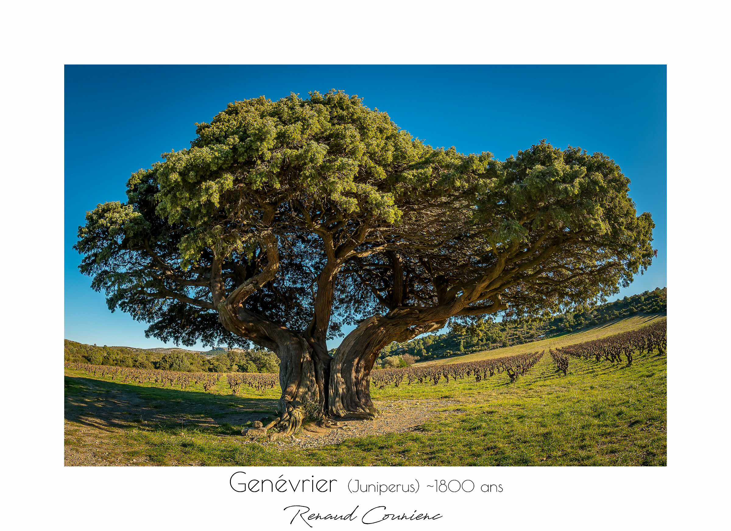 Il ginepro (1800 anni)