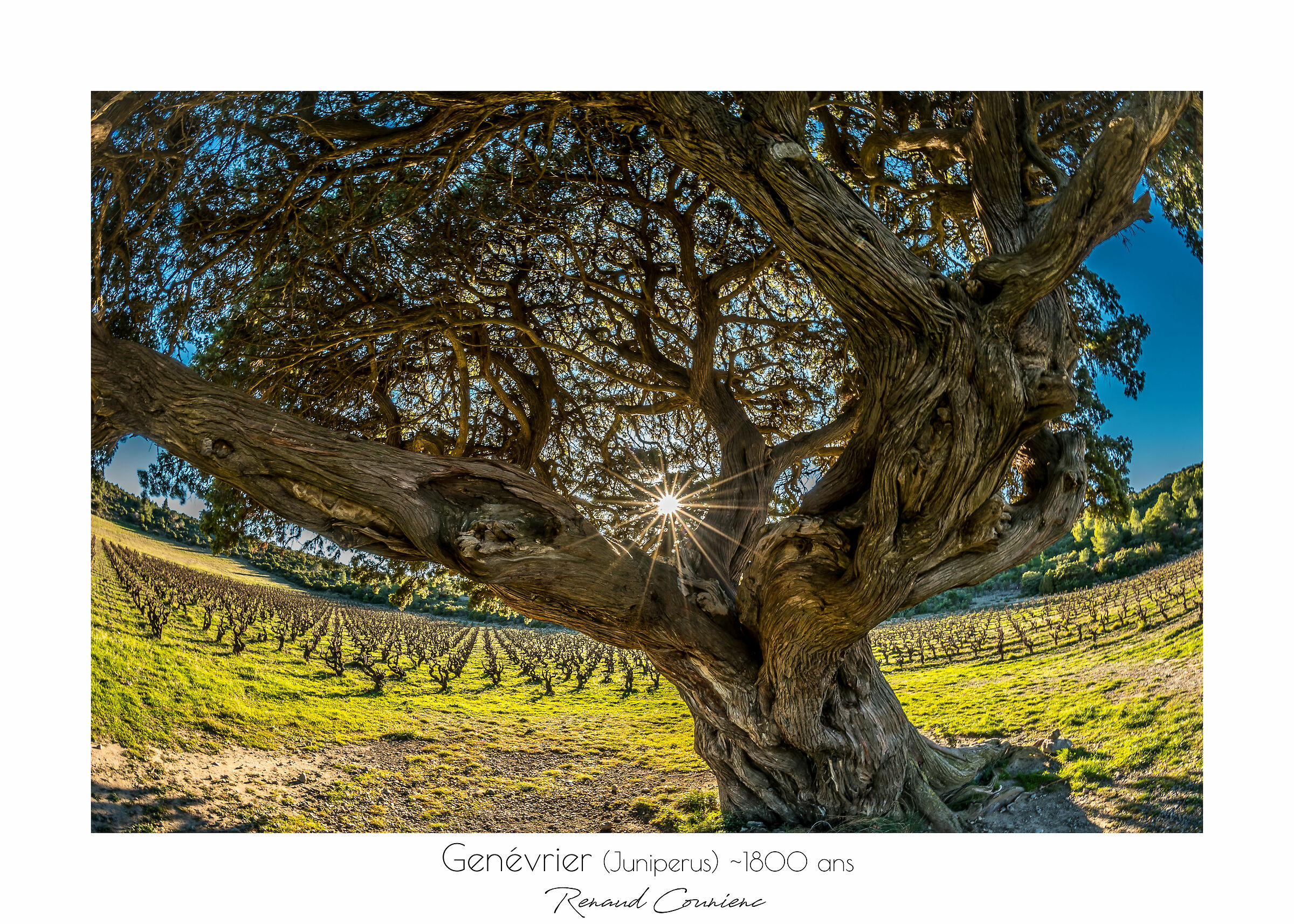 Juniperus (1800 years old)