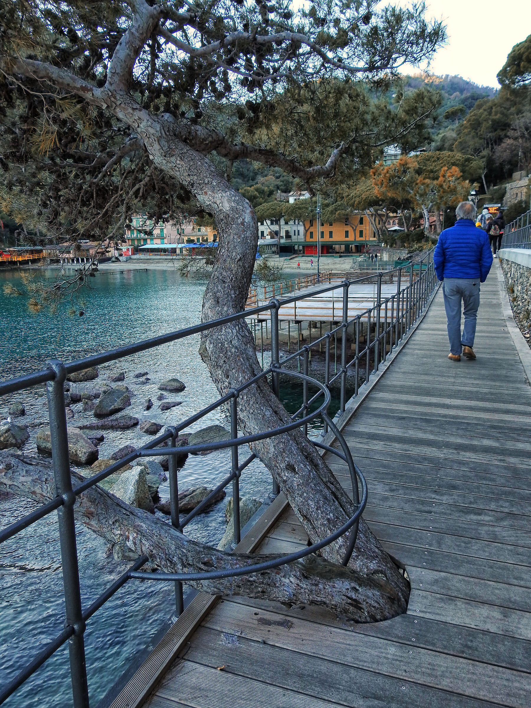 Portofino- Attenti agli alberi!!!!!
