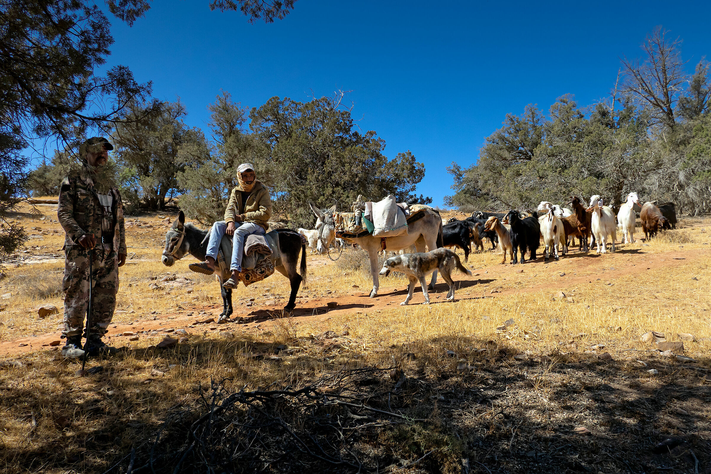 Pastori - Giordania 2019