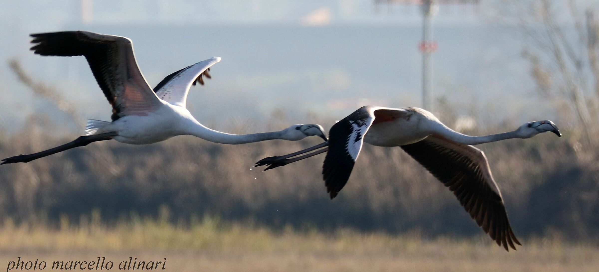 coppia di fenicotteri in volo