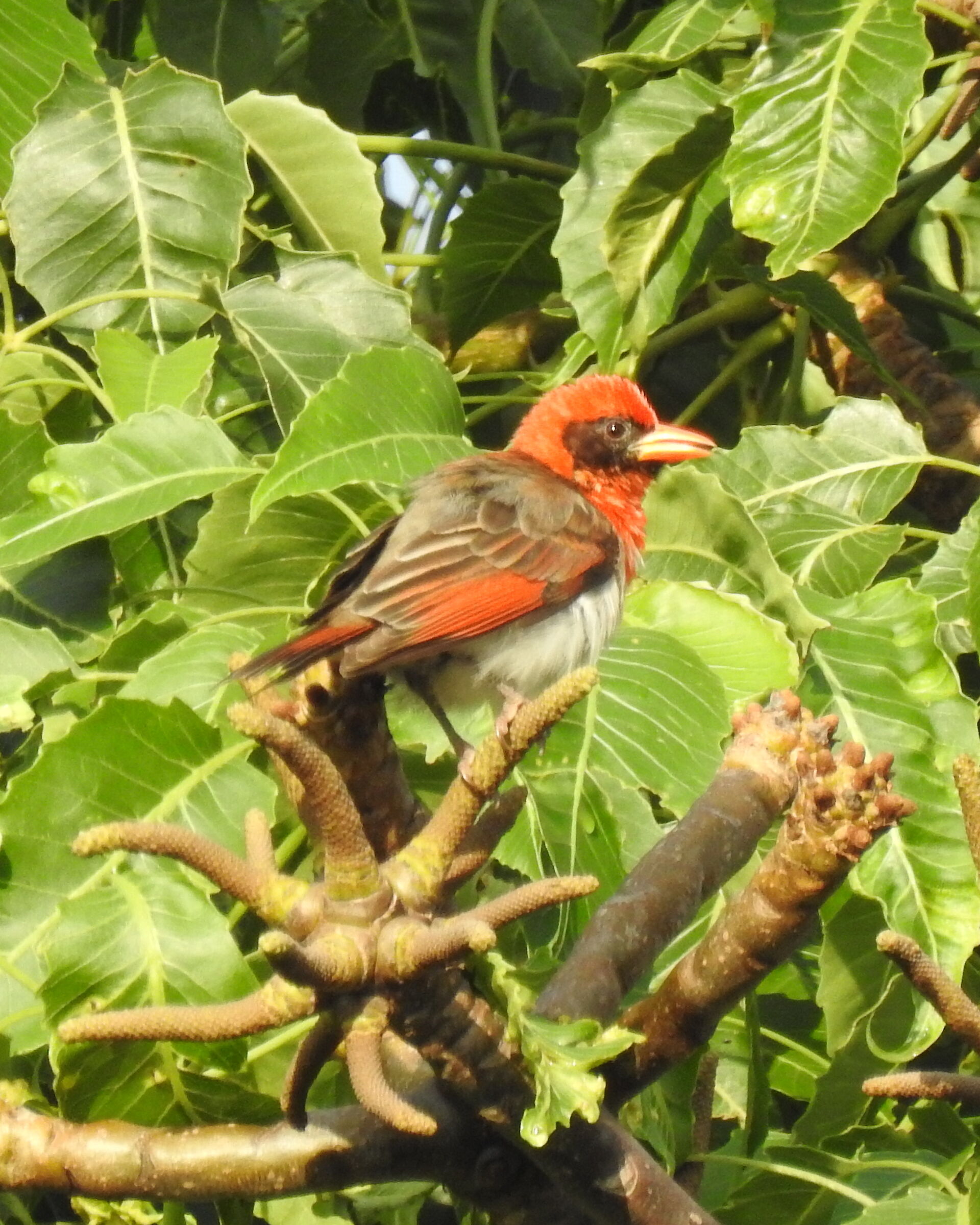 Vescovo corona rossa - euplectes hordeaceus