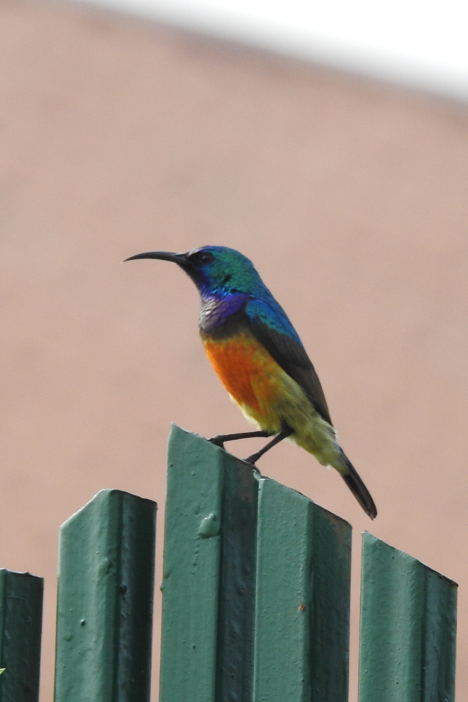 nectarinia variabile in posa -