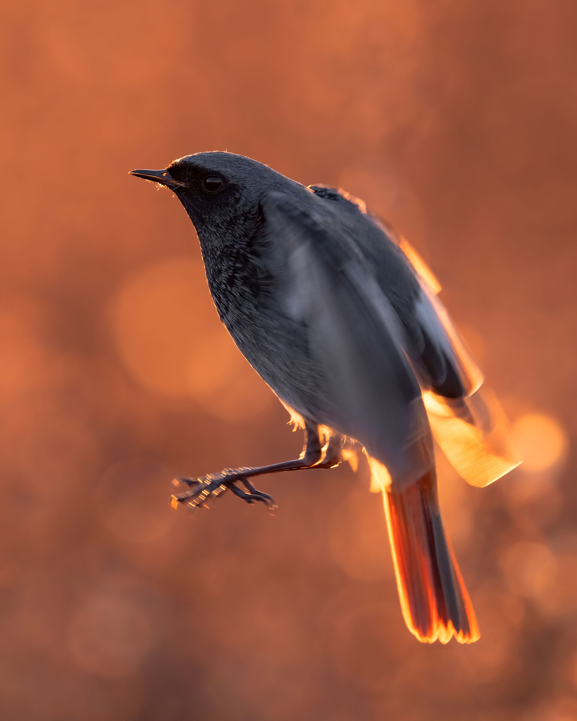 Test Sony a7riv + Sony FE 200-600mm Fly Backlight