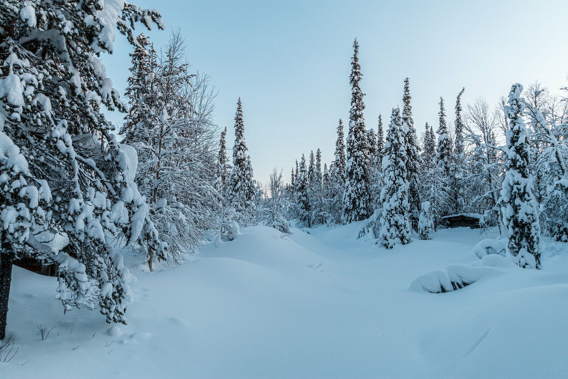 Lapland Landscape - Finland