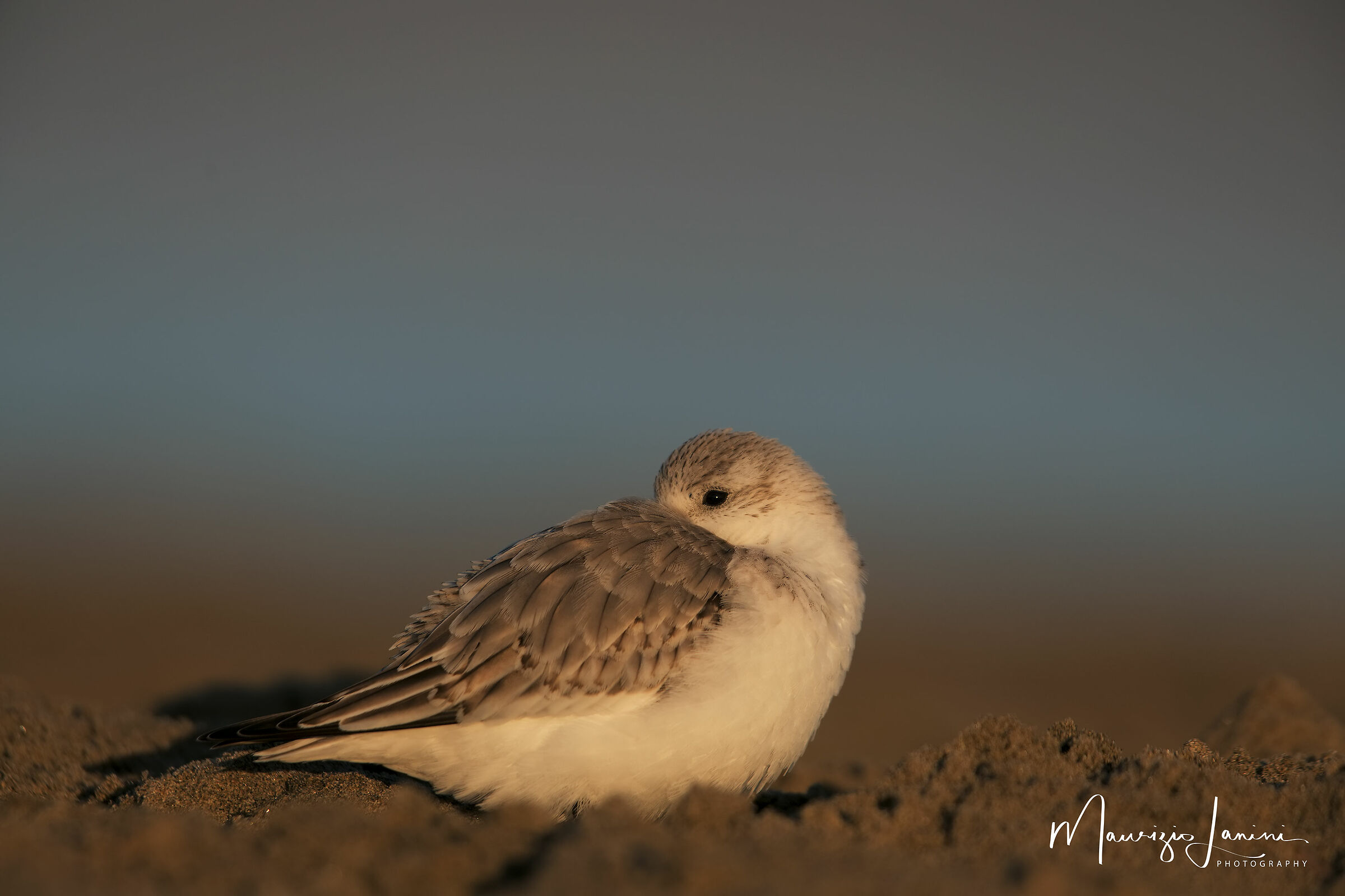 Sembra che riposo... ma ti tengo d'occhio