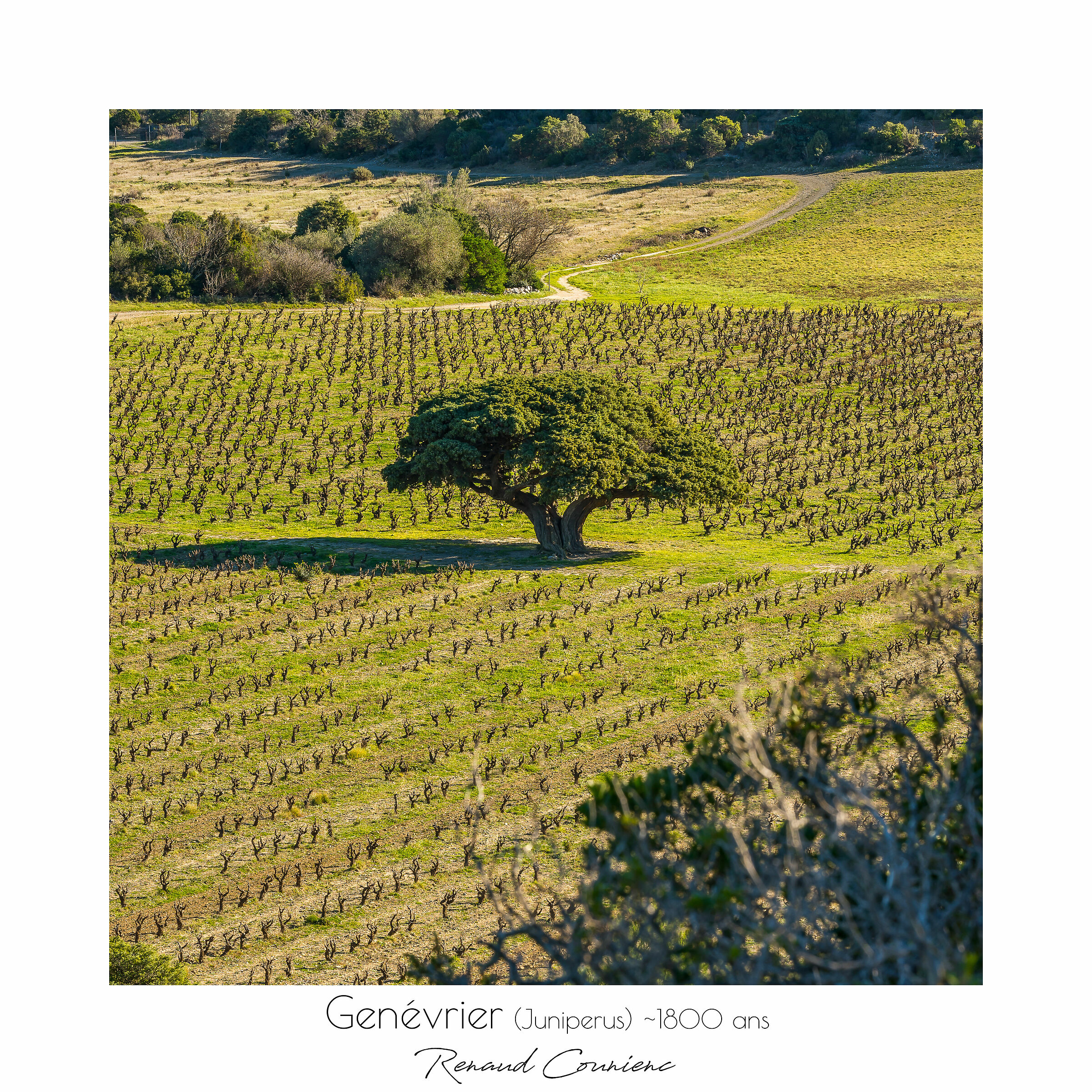 Il ginepro (1800 anni)