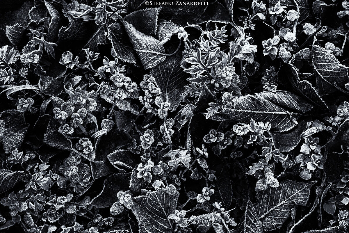 Brina, the art of Nature