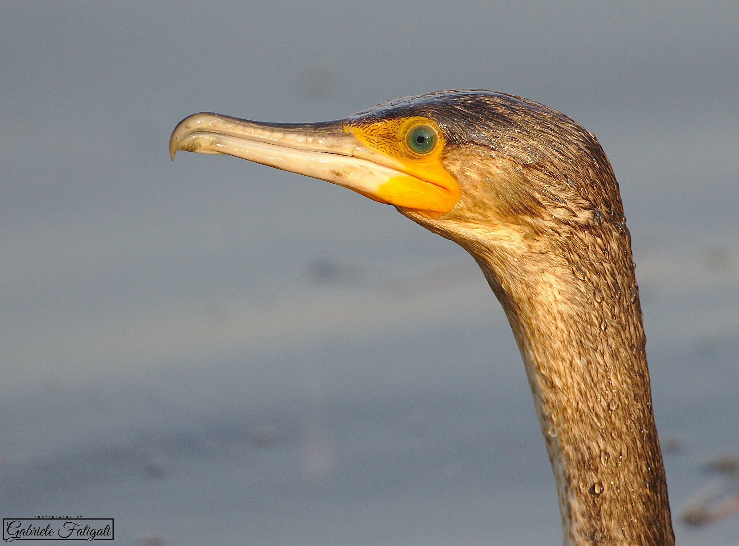 Cormorant's head