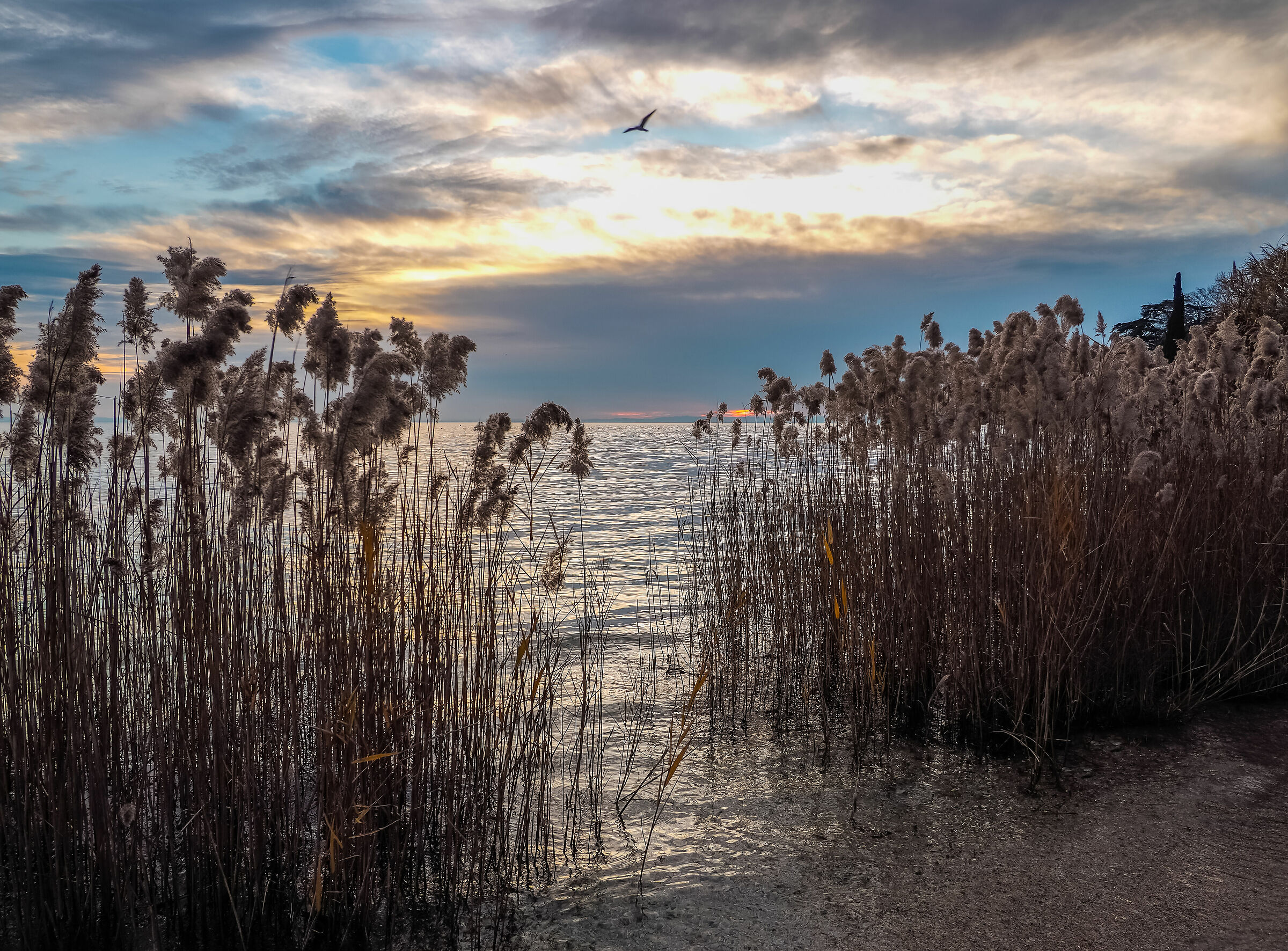 walk among the reeds
