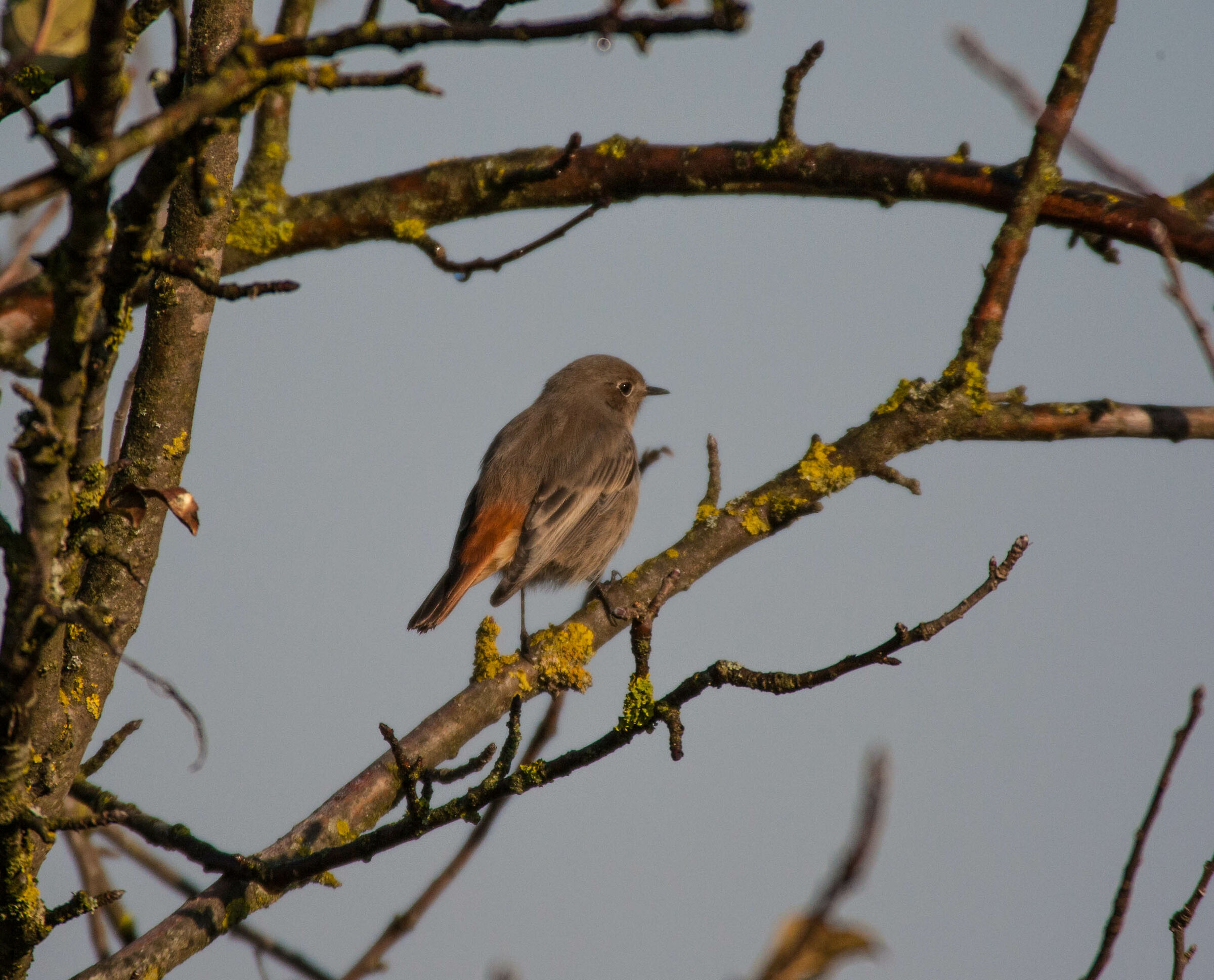 Codirosso Chimney Sweep