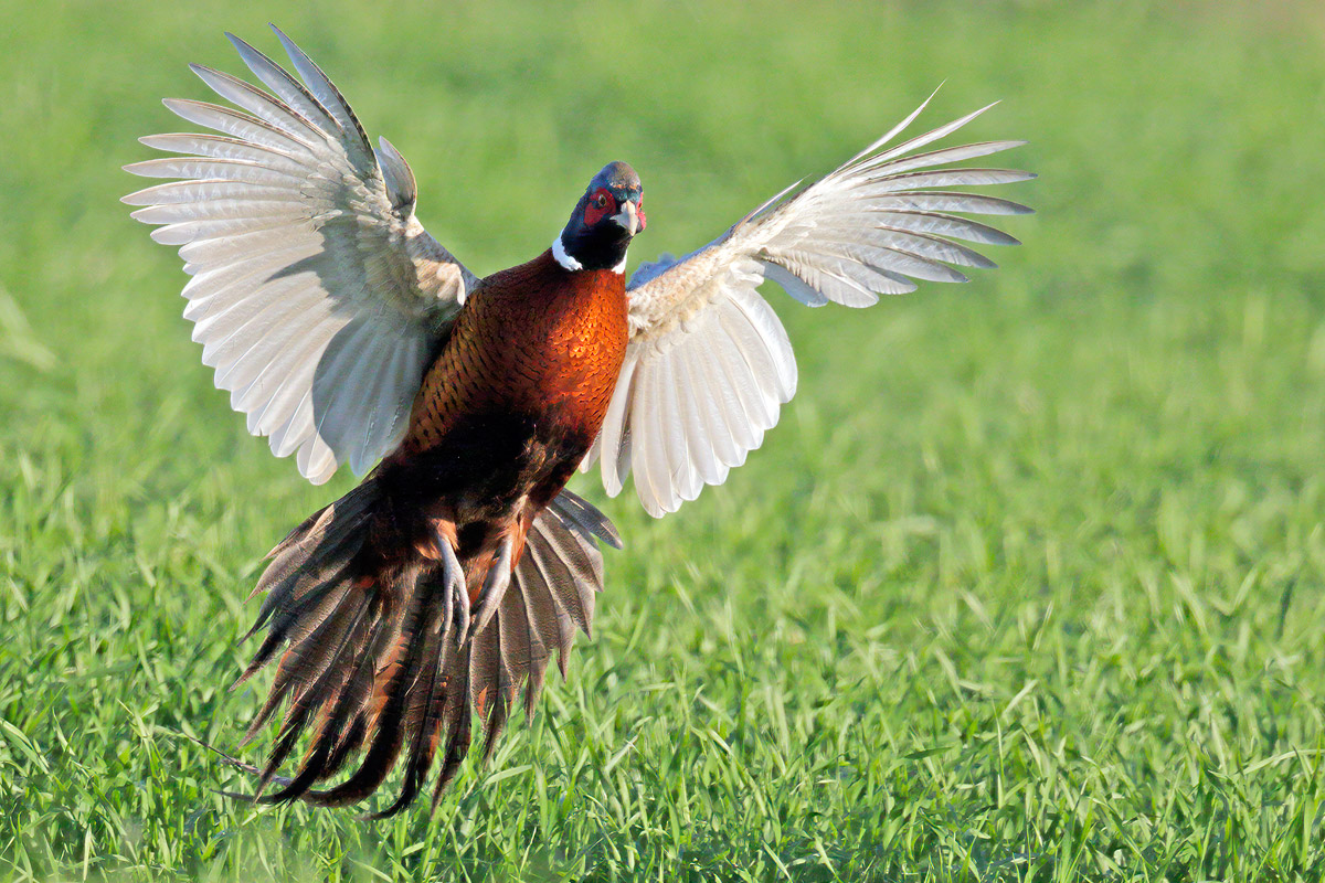 Fagiano comune torquatus