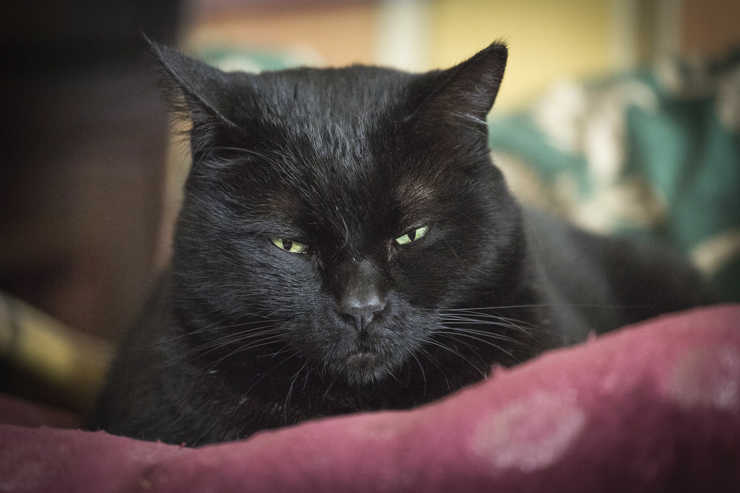 sempre pronto a disturbarmi..