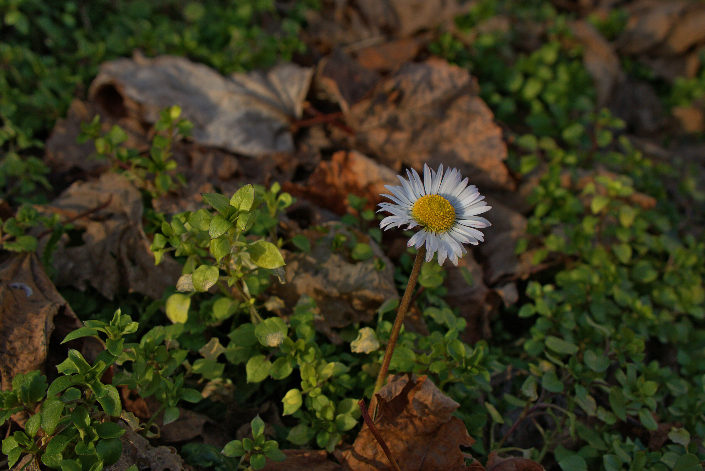 Primo Fiore dell'Anno