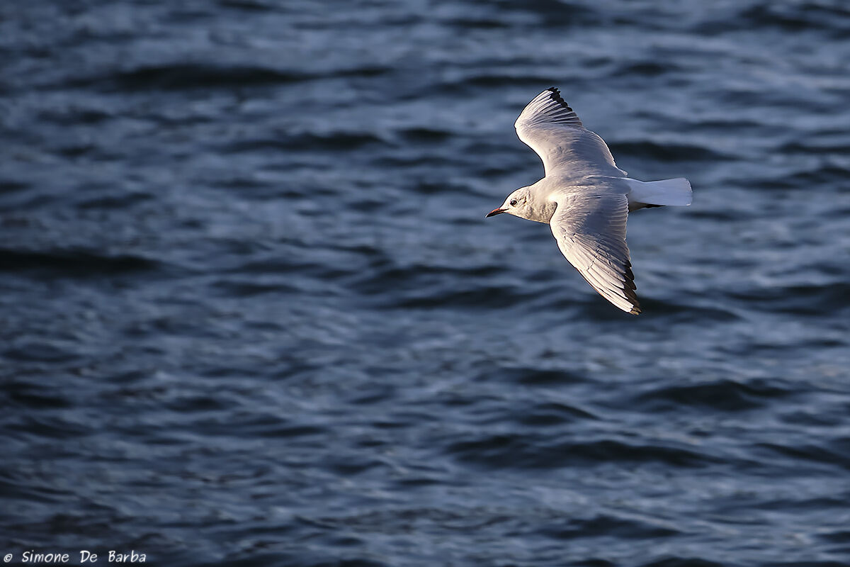 The usual seagull...