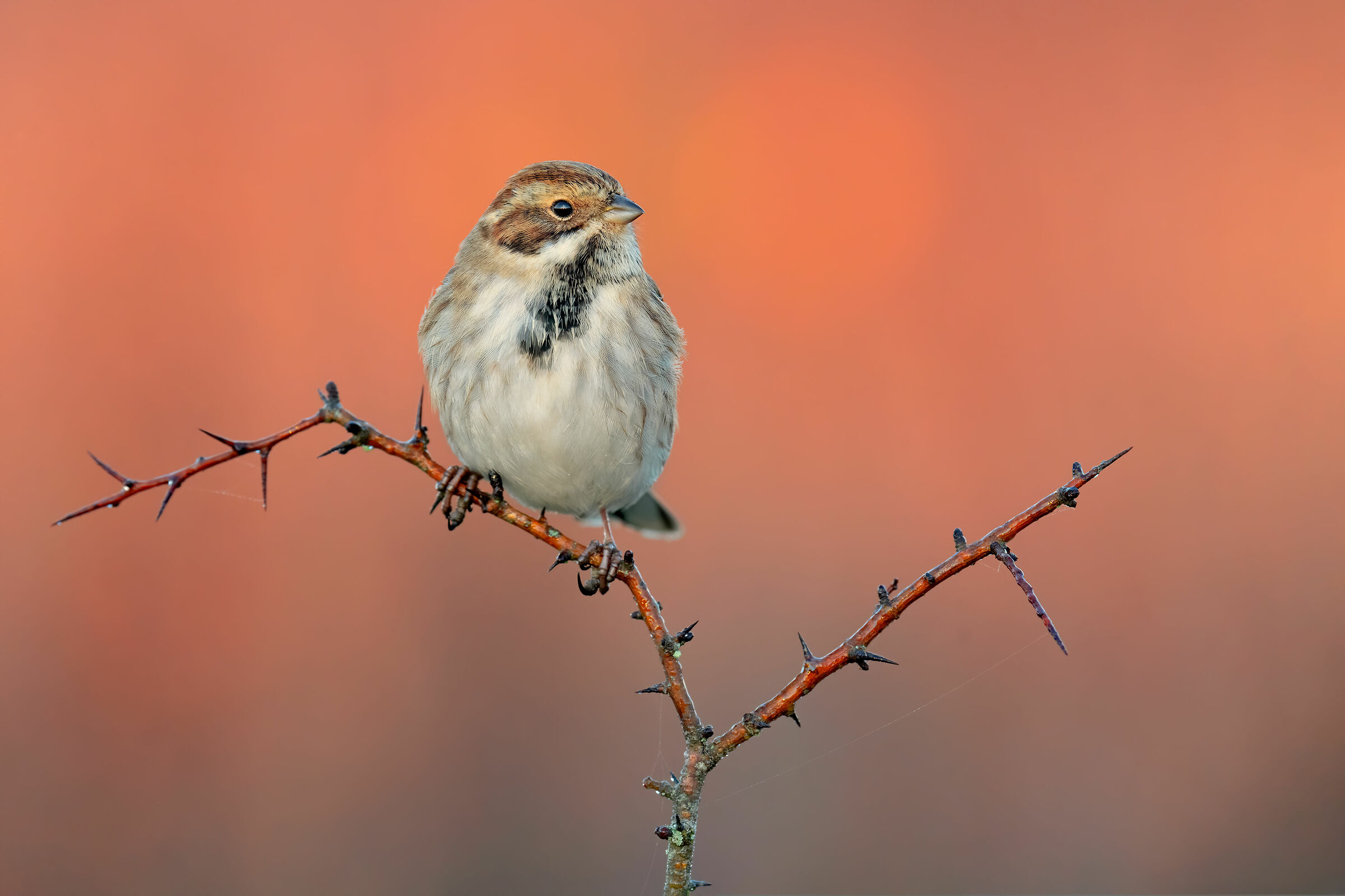 The First Ray of Sun (Migliarino)
