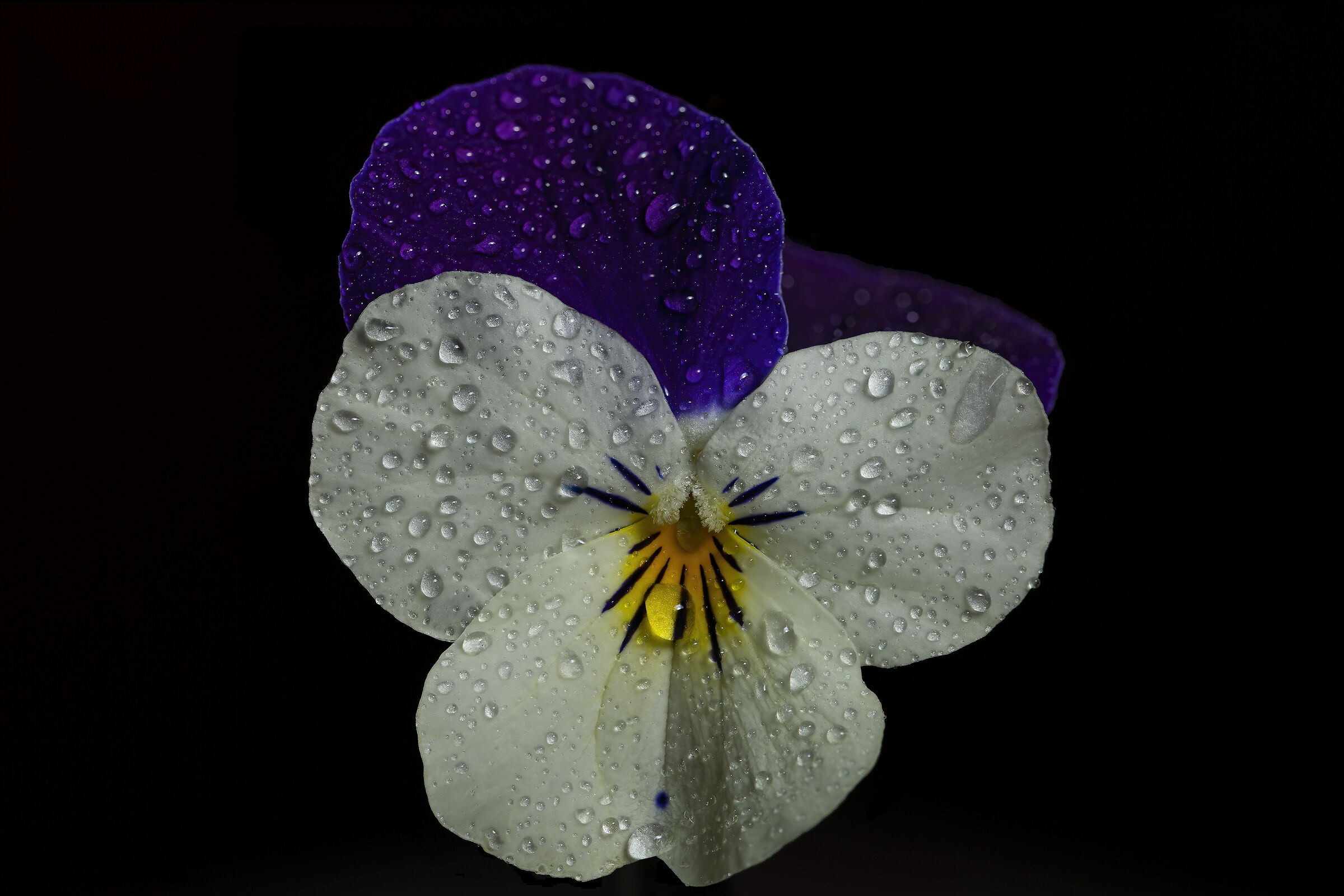 Purple tricolor var. hortensis property