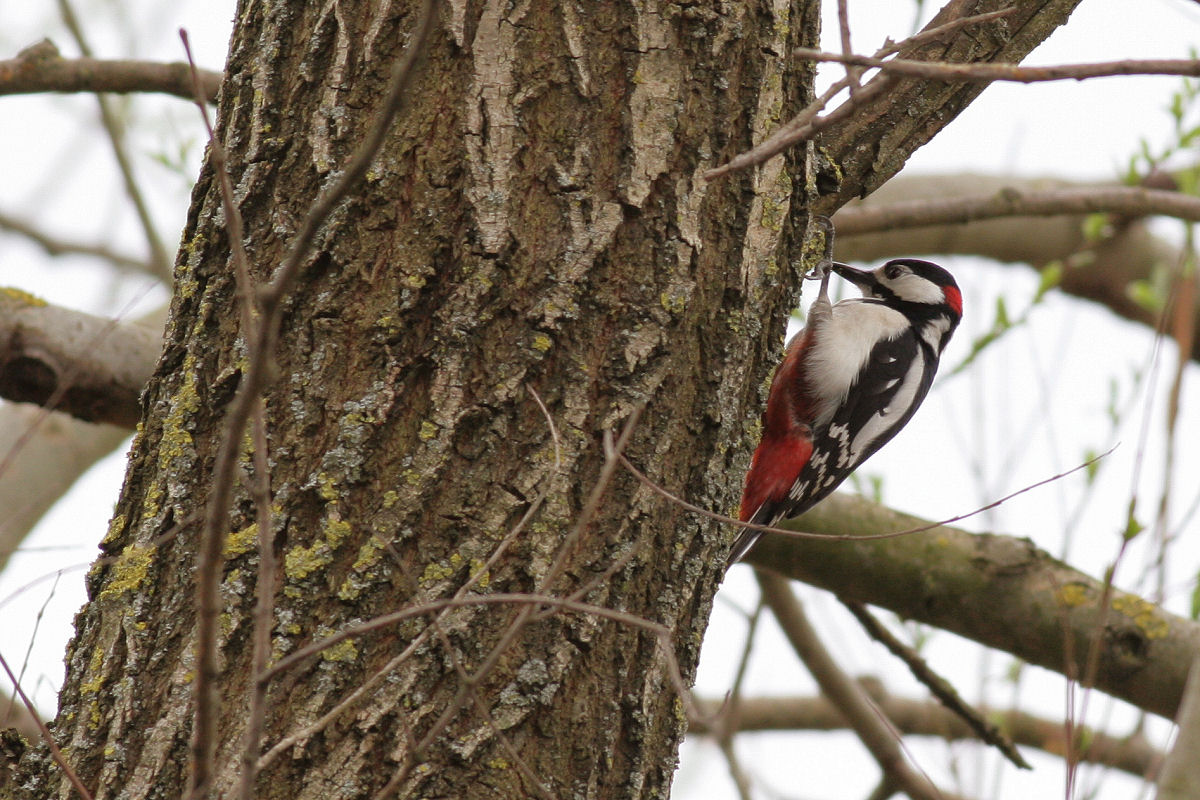 picchio rosso maggiore