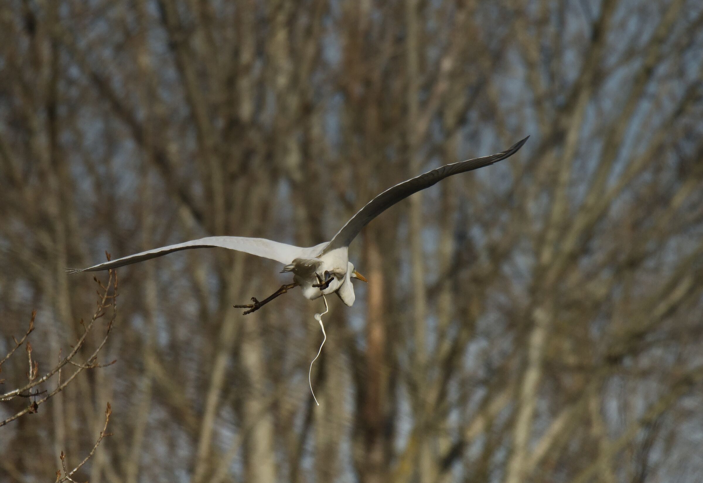 Attenzione a passare sotto gli uccelli in volo