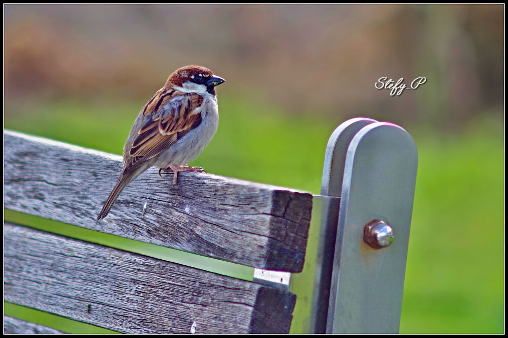 La panchina del passerotto