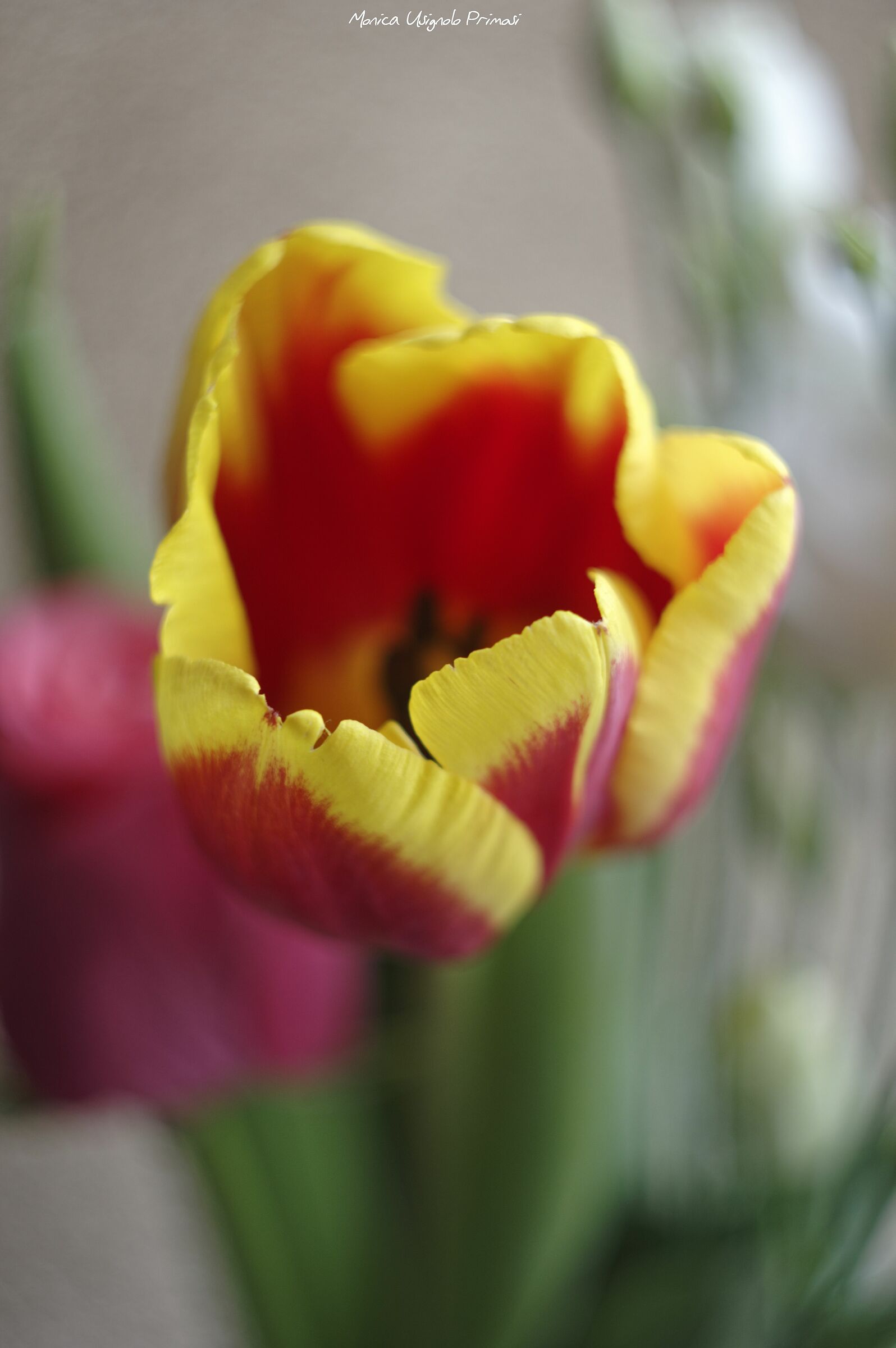 Tulip