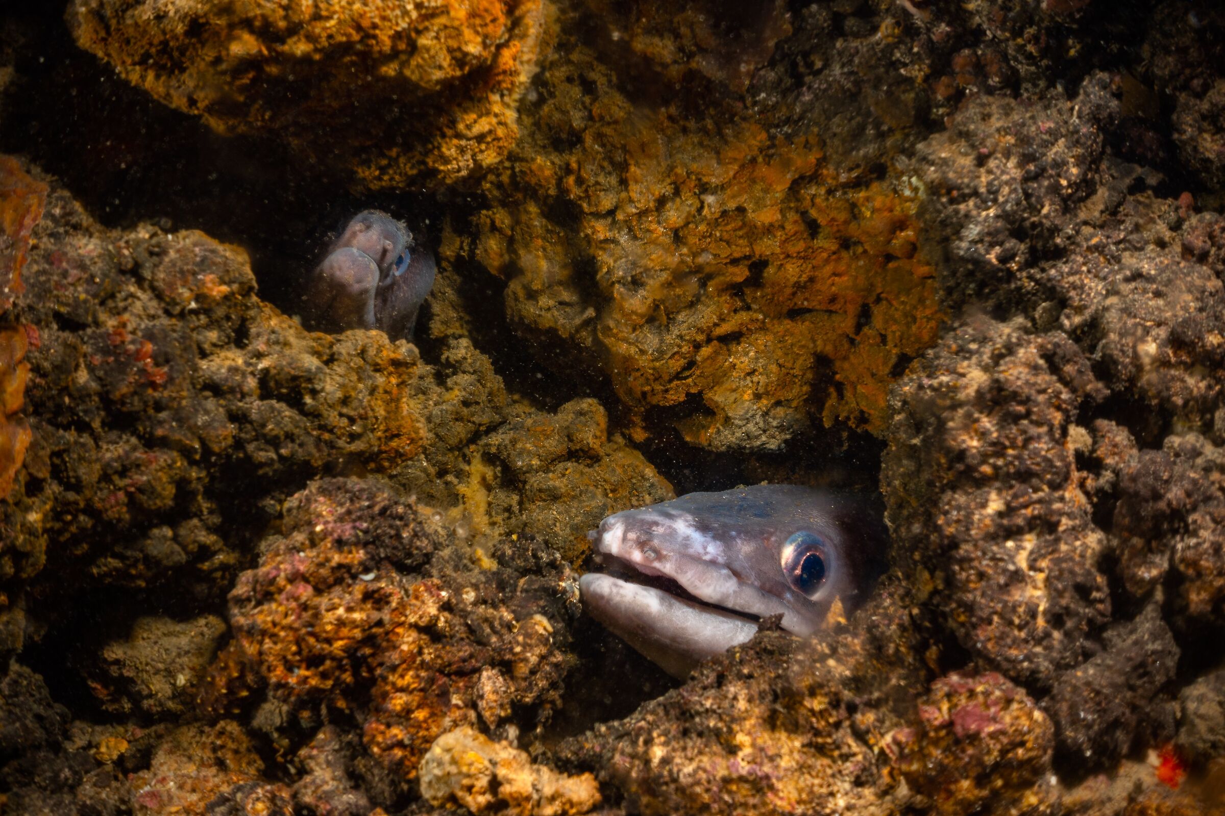 Grongo and moray eet