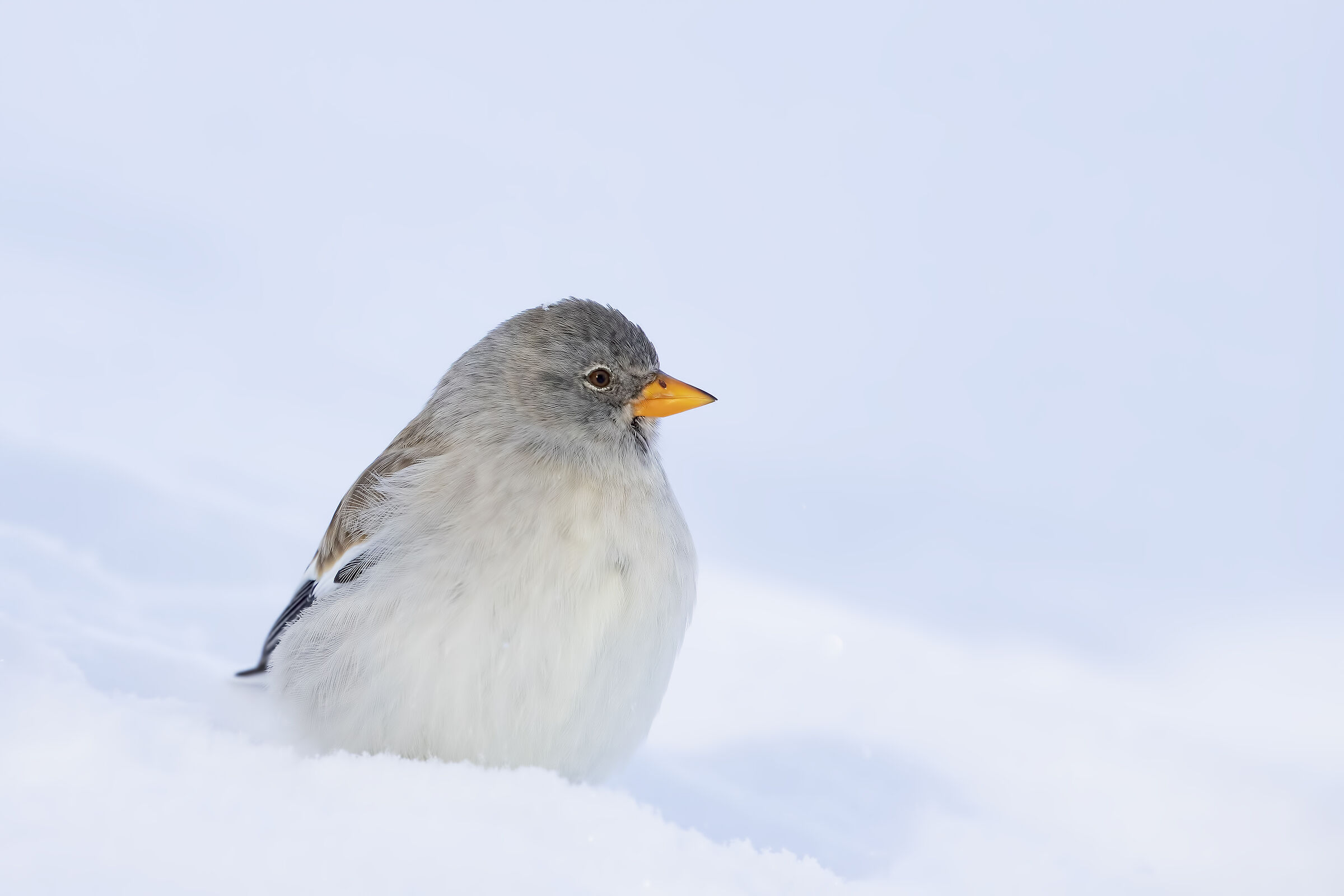 Between the snow and the frost...