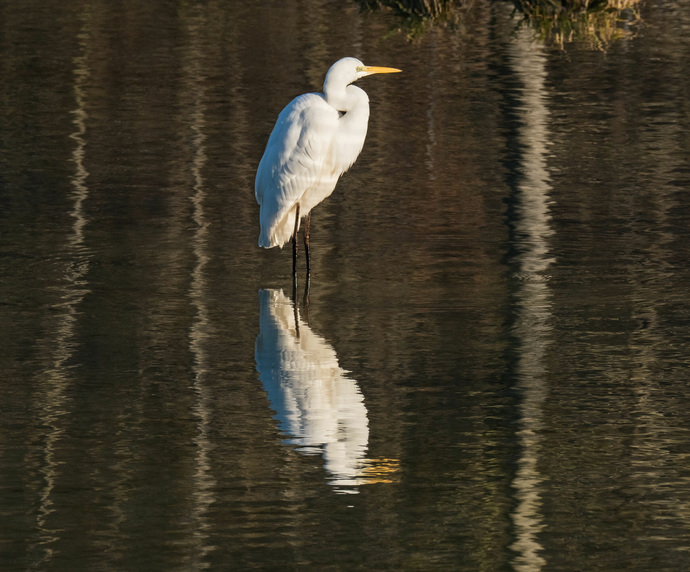 White Heron (Ardea Dawn)